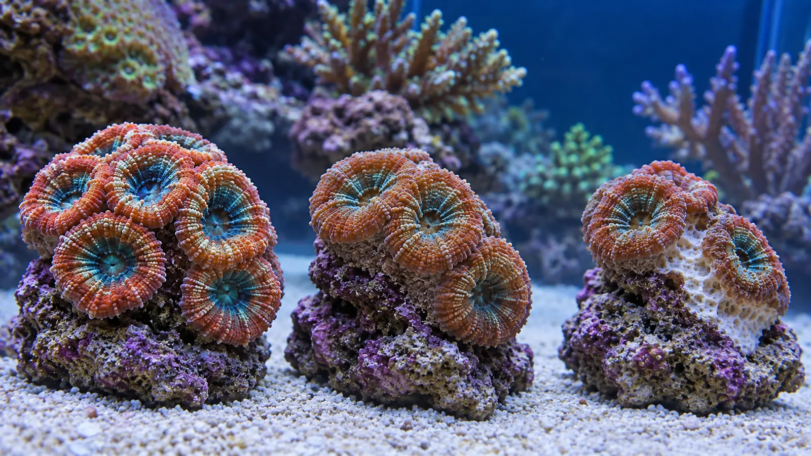 Educational comparison of expanded acan polyps, temporarily retracted polyps and progressive exposed skeleton