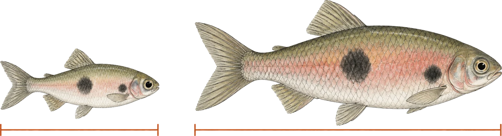 Two clown rasboras drawn to one scale, a small juvenile on the left and an adult two and a half times its length on the right, each with a measuring bar beneath it