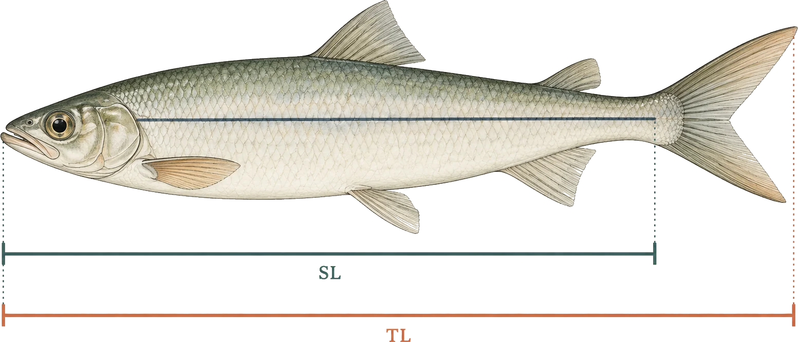 Diagram of a slim fish in side view with two measuring bars beneath it, the shorter bar labelled SL ending at the tail base and the longer bar labelled TL running to the tip of the tail fin