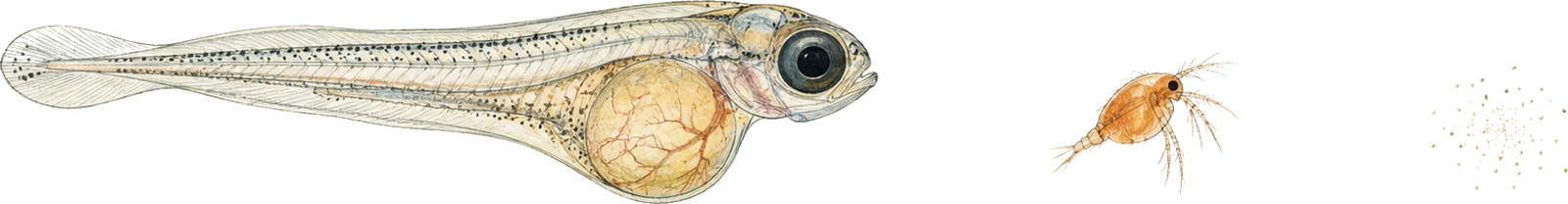A newly hatched fish larva with a yolk sac, a much smaller brine shrimp nauplius, and a scatter of far finer dust-like particles, all drawn at one shared scale