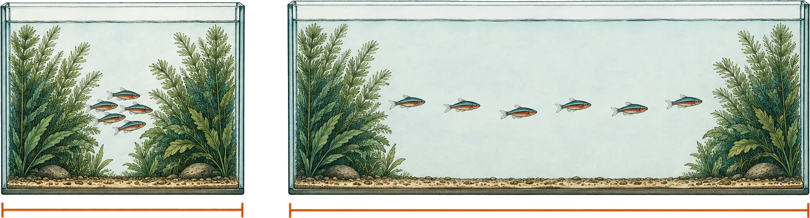Diagram comparing two aquariums of equal height, the shorter one with planting almost meeting in the middle and six fish bunched in the gap, the longer one with planting at each end and the same six fish spread along an open corridor