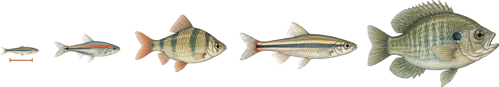 Five fish drawn to one shared scale in a row, smallest to largest, with a short measuring bar beneath the tiny fish at the left end