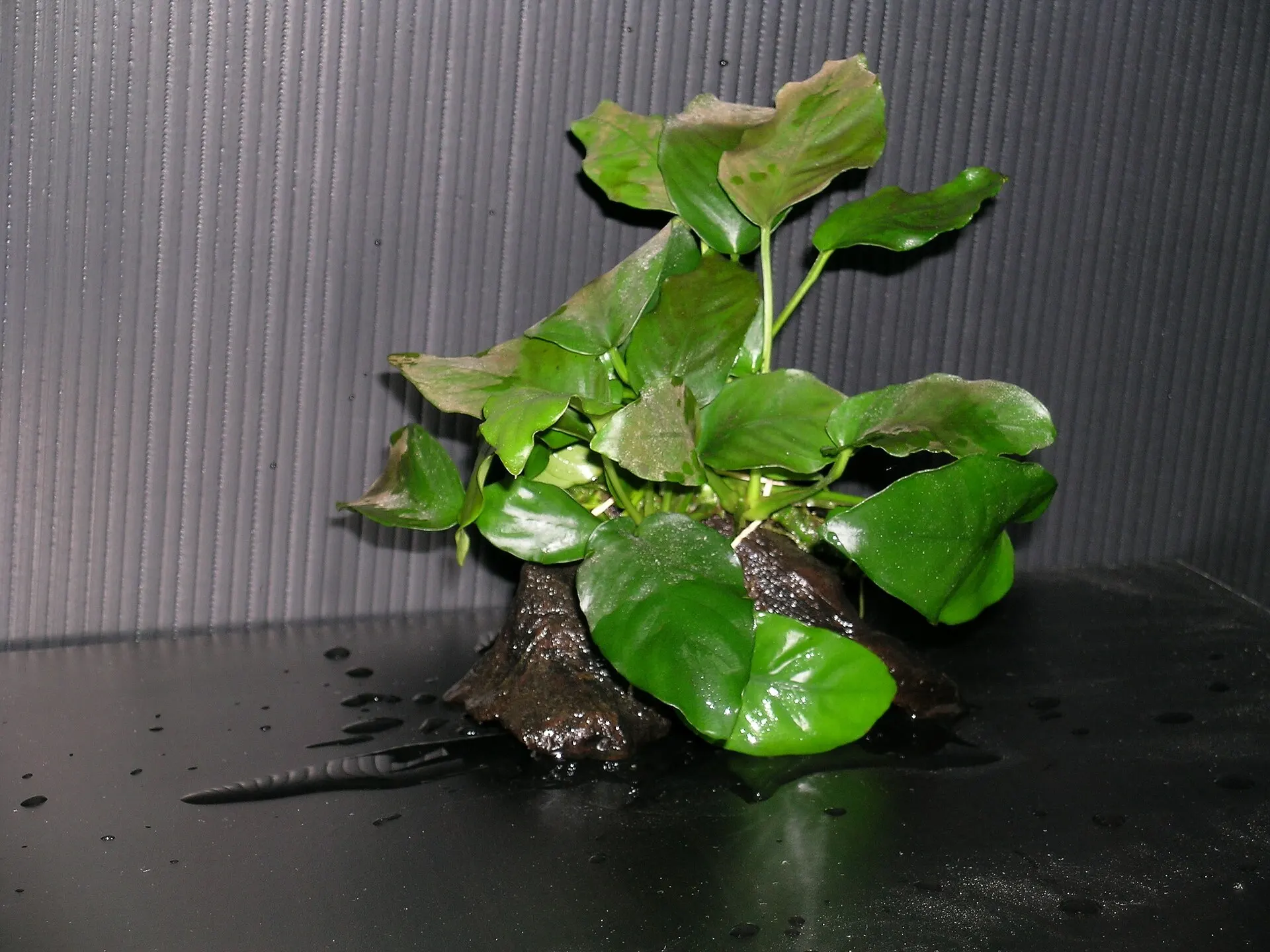 A clump of Anubias barteri var. nana growing on a piece of dark wood, lifted out of the water
