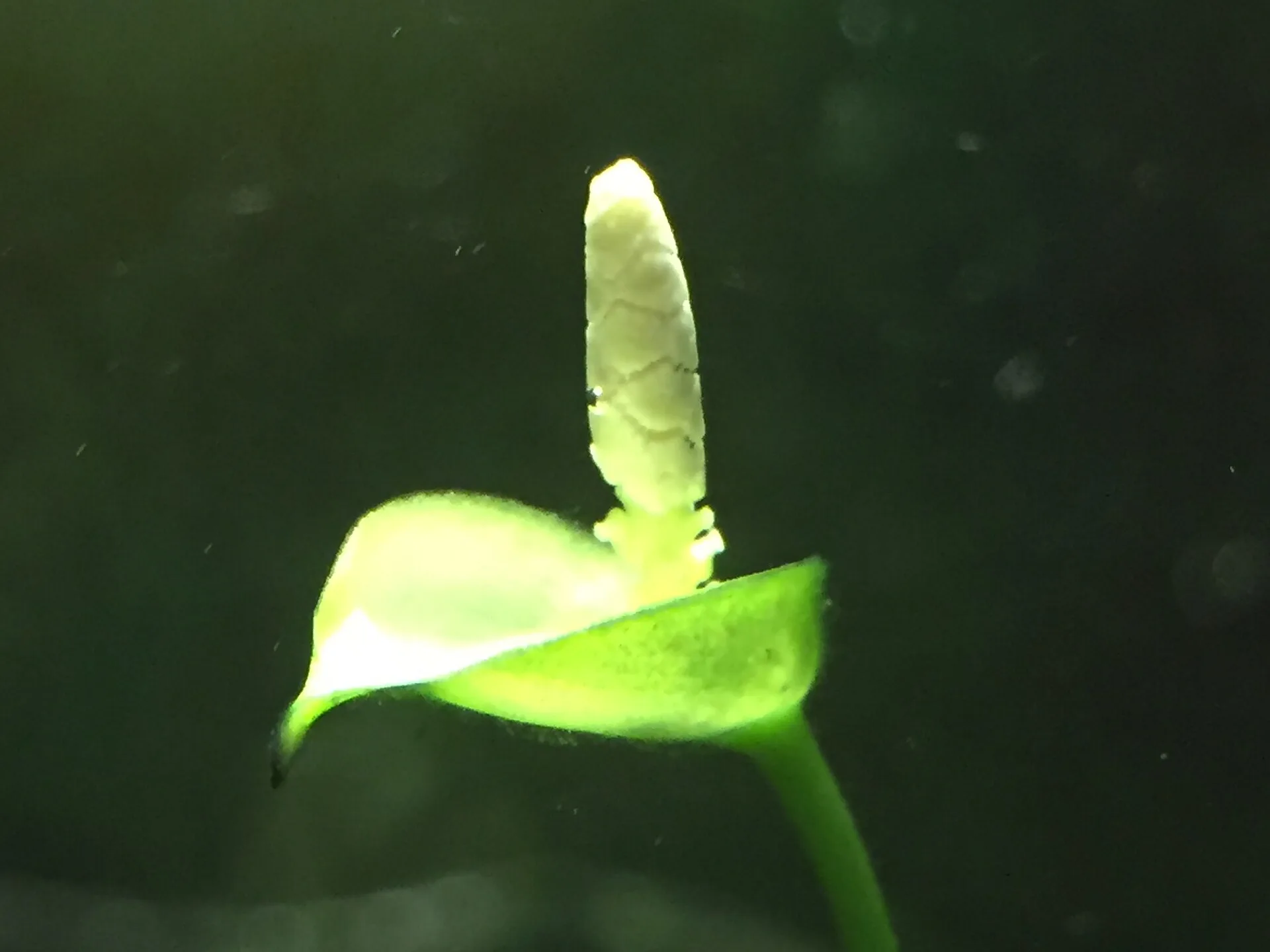 A cream Anubias barteri spadix standing above an open green spathe under water