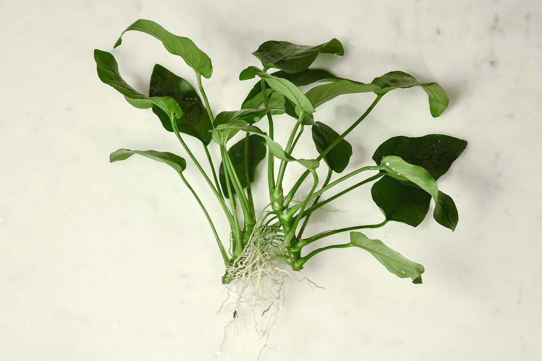 Bare-root Anubias barteri var. nana with a short green rhizome, pale roots below and dark green leaves on long stalks
