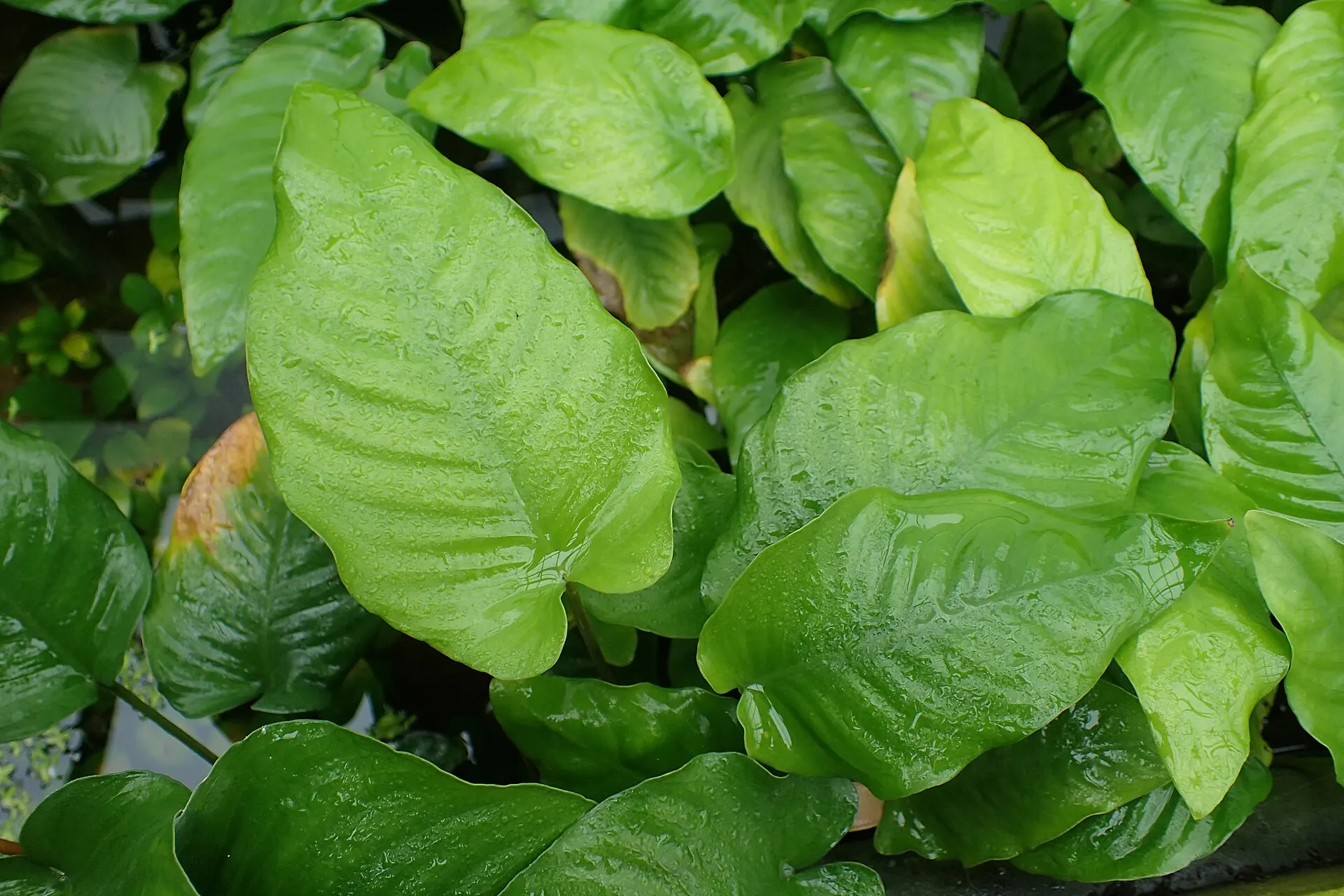 Broad, glossy Anubias barteri var. caladiifolia leaves with notched bases growing densely out of water