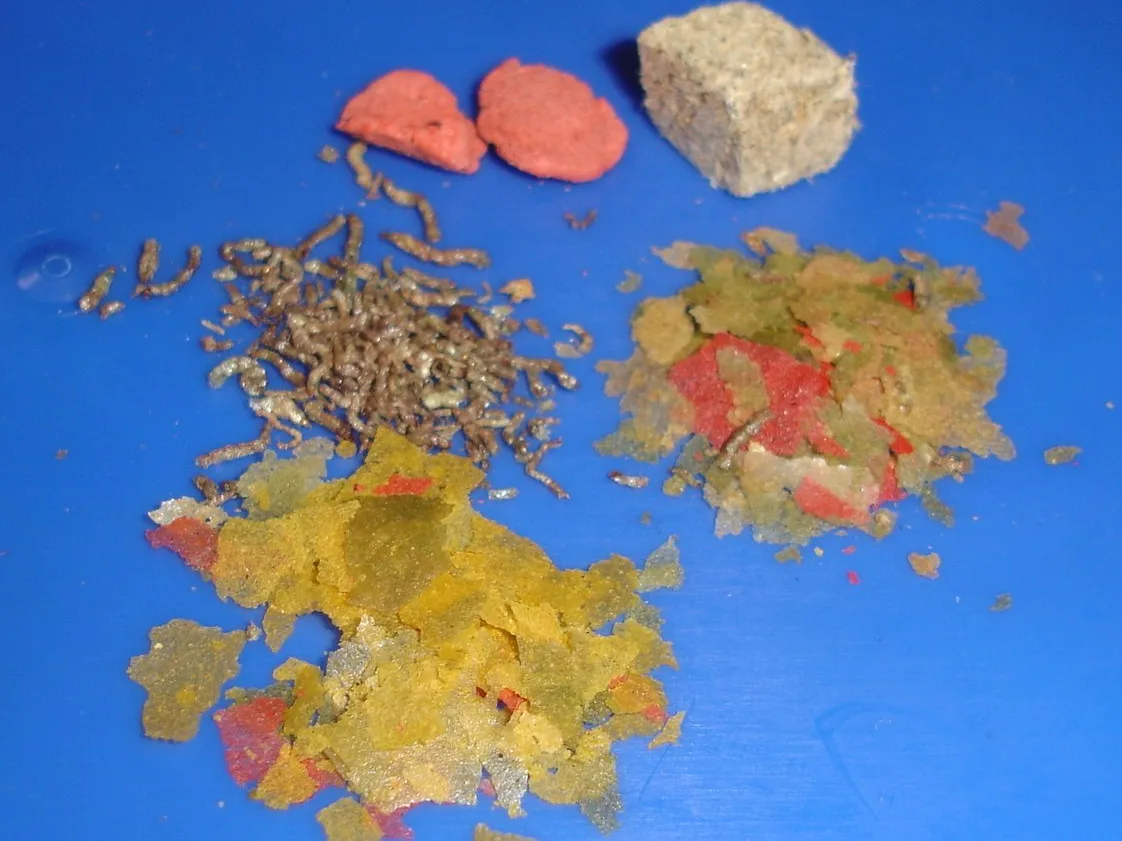 Flakes, sticks, granules and a pressed cube of dried fish food laid out on a blue surface
