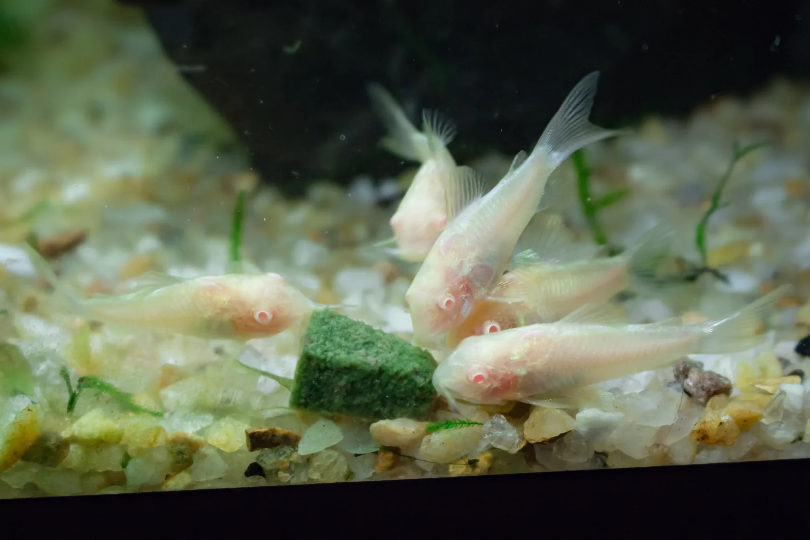 A group of albino corydoras catfish gathered around a green sinking food tablet on light gravel