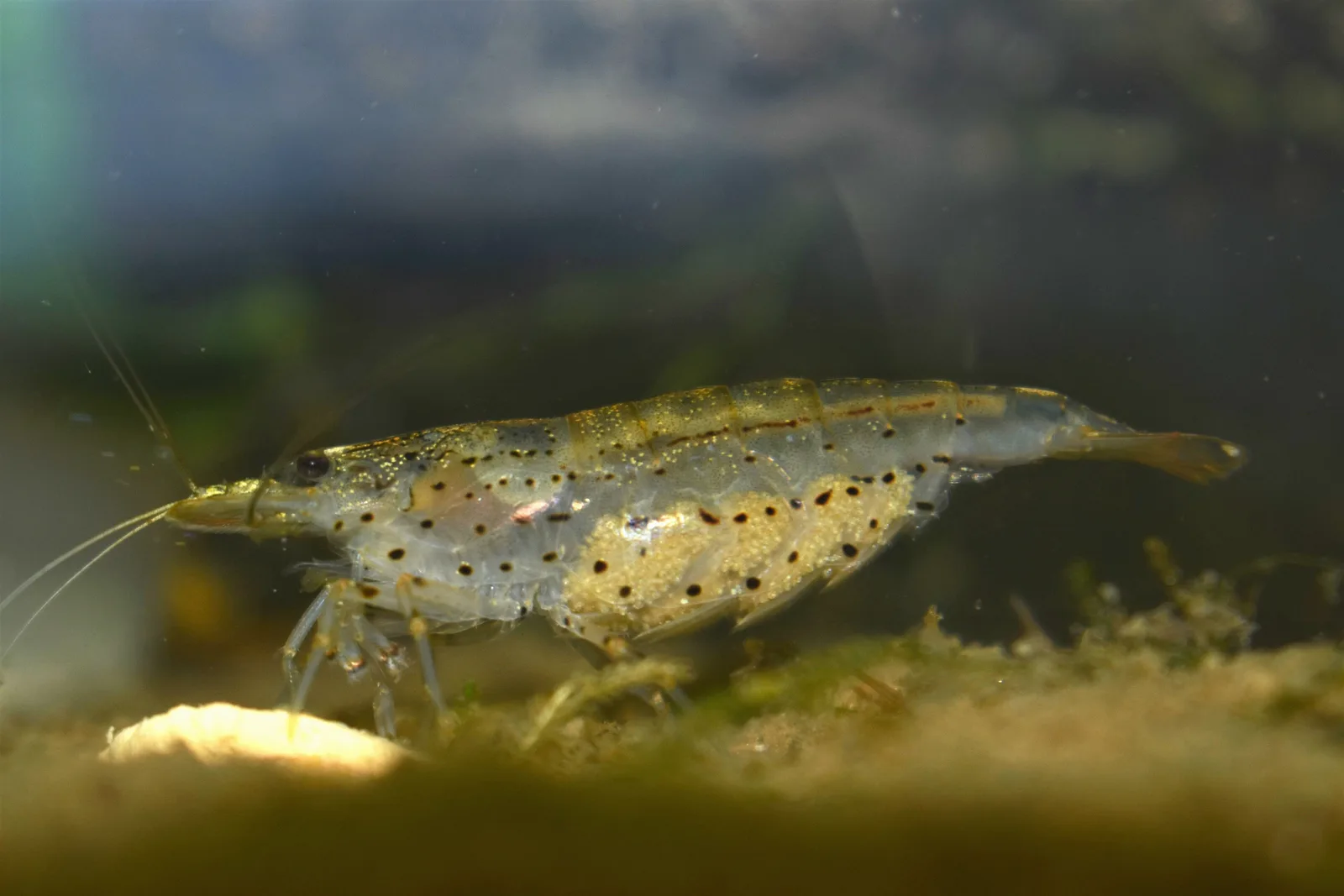 An Amano shrimp carrying eggs standing over a small piece of pale food on the substrate
