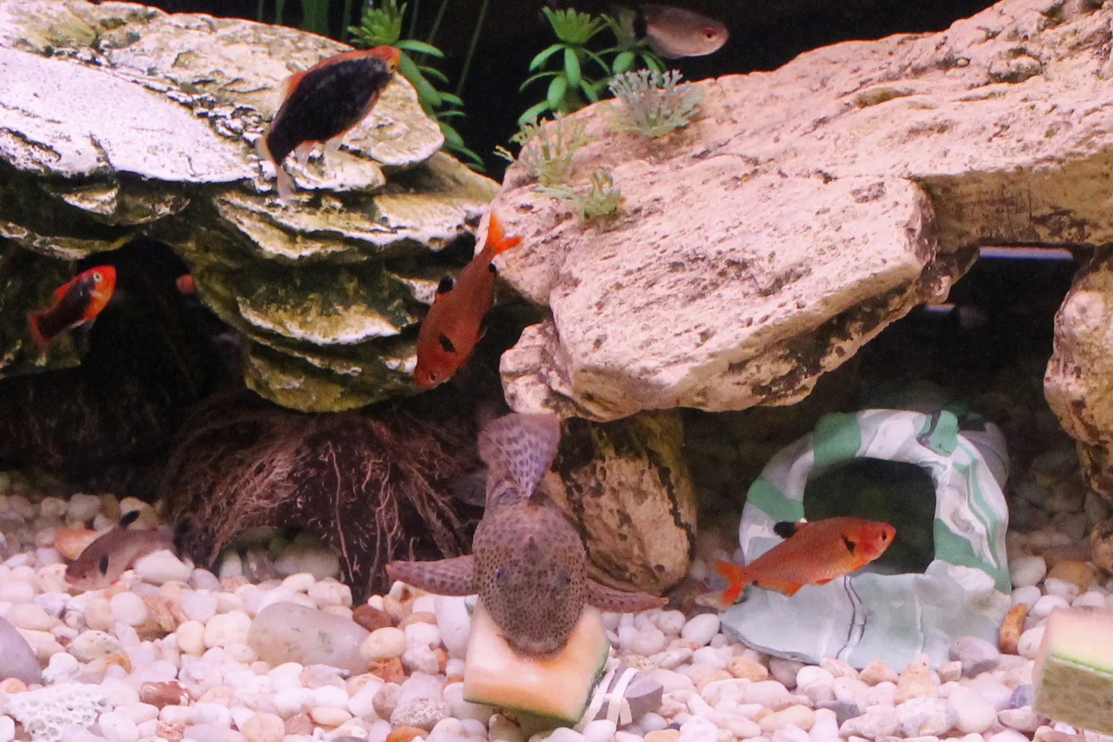 Common pleco eating a slice of melon on white gravel while red and orange community fish swim in the water above it