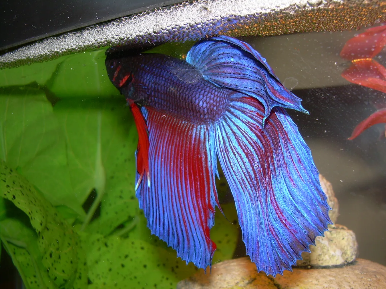 A red and blue male Betta splendens positioned below a cluster of bubbles at the water surface