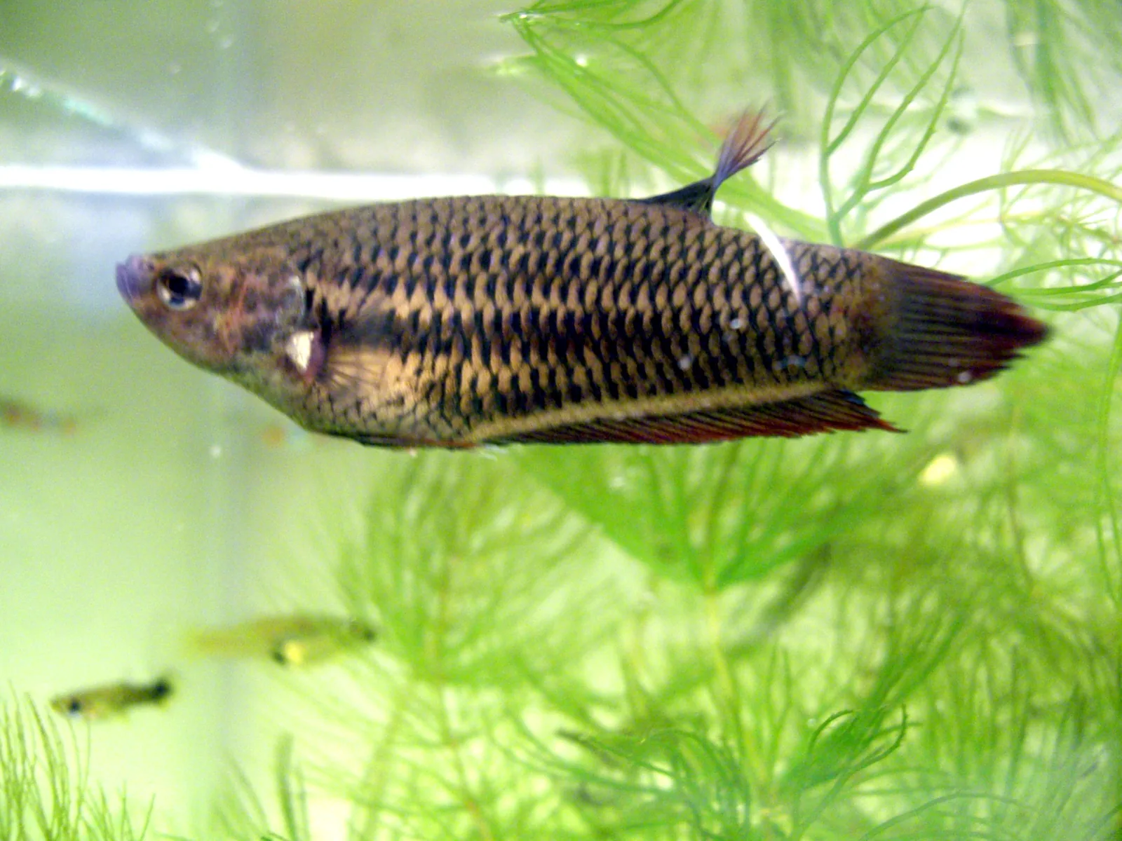 A female Betta splendens seen side-on, with a shorter rounded fin profile than many ornamental males