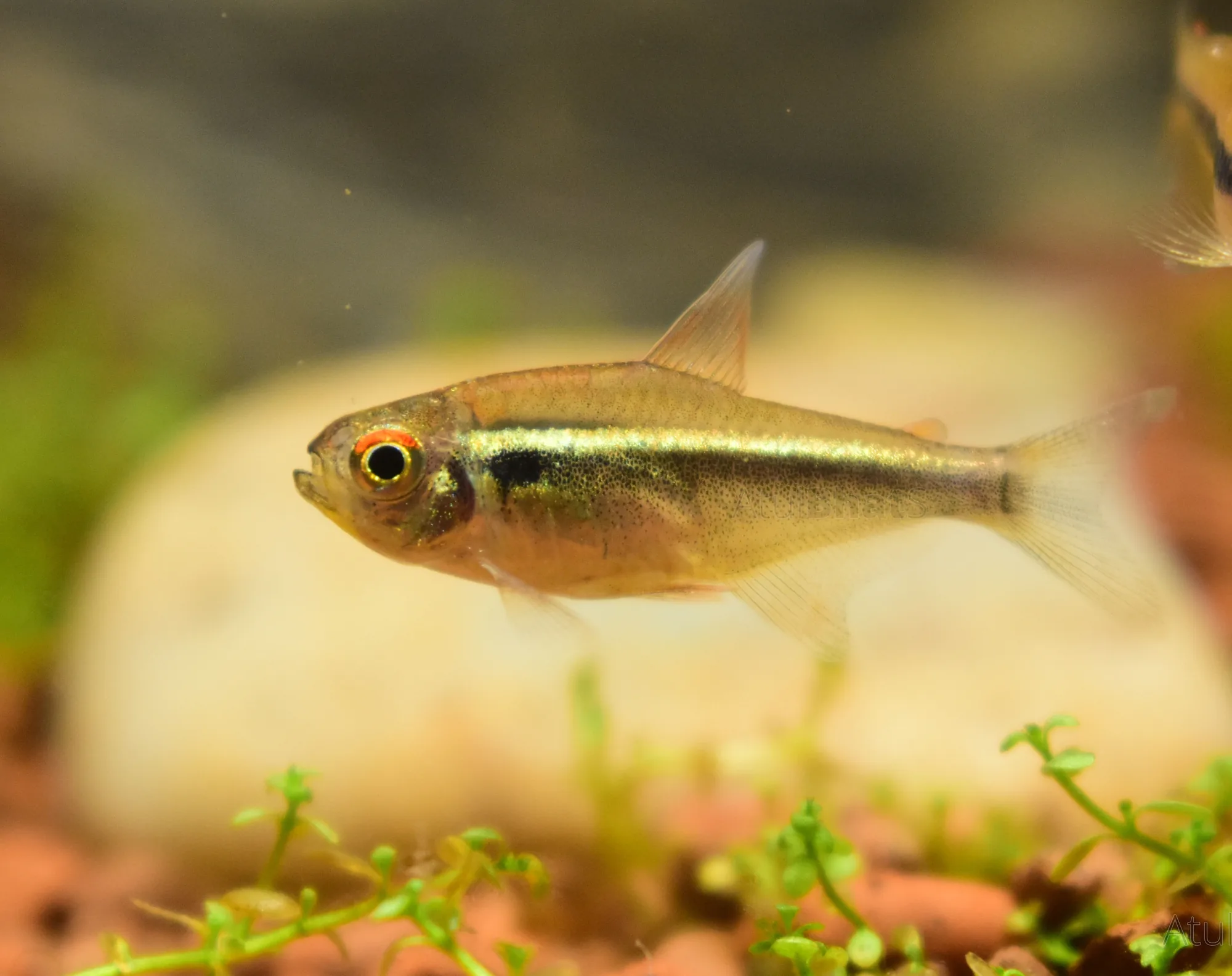 Close side view of a black neon tetra showing a red upper iris, narrow pale stripe, and broad black lateral band