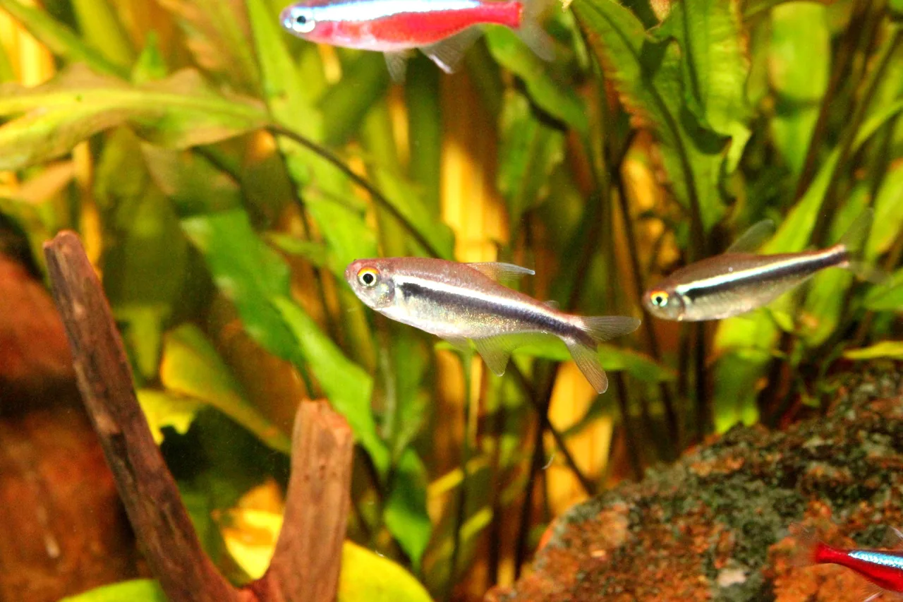 Three black neon tetras swimming among plants with a red and blue neon tetra above them