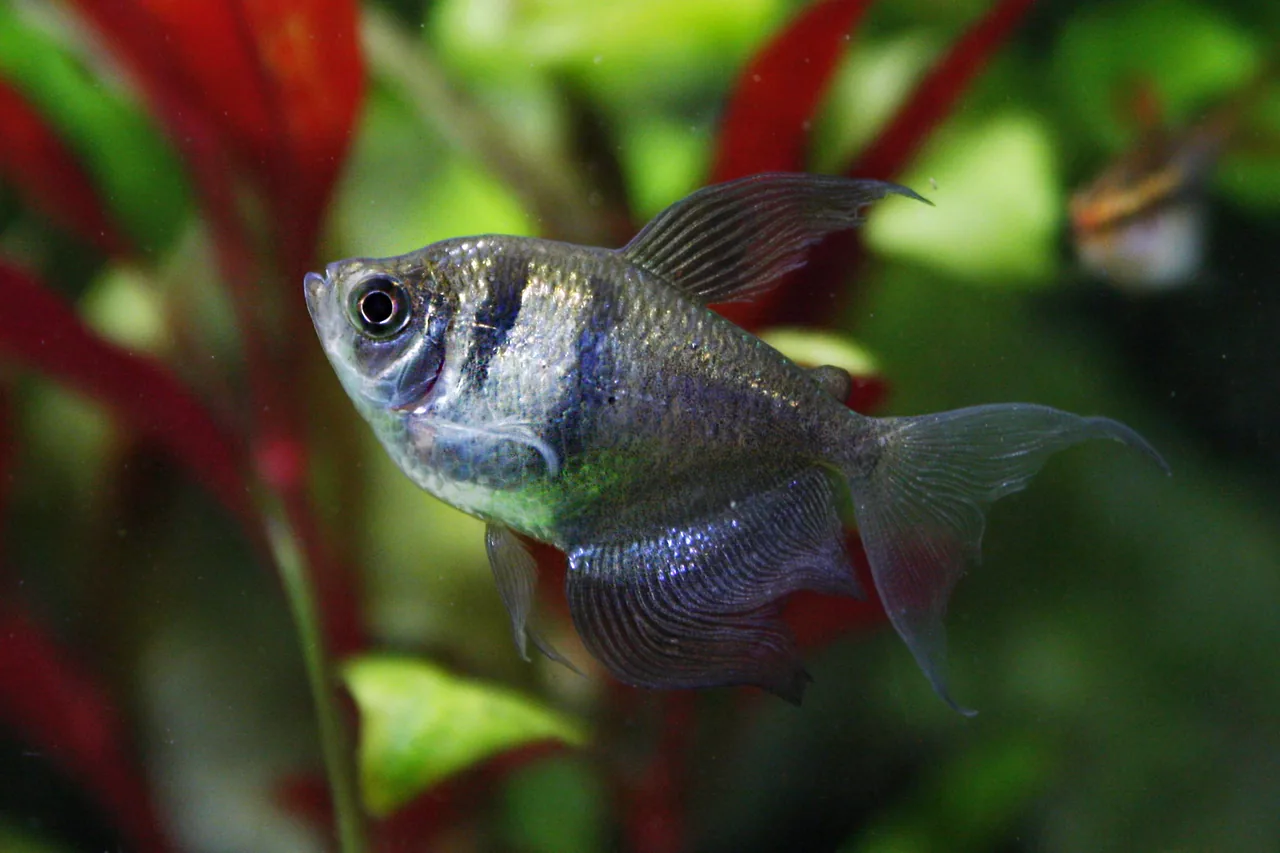 Long-fin black skirt tetra showing a deep body, vertical shoulder bars and extended anal and tail fins