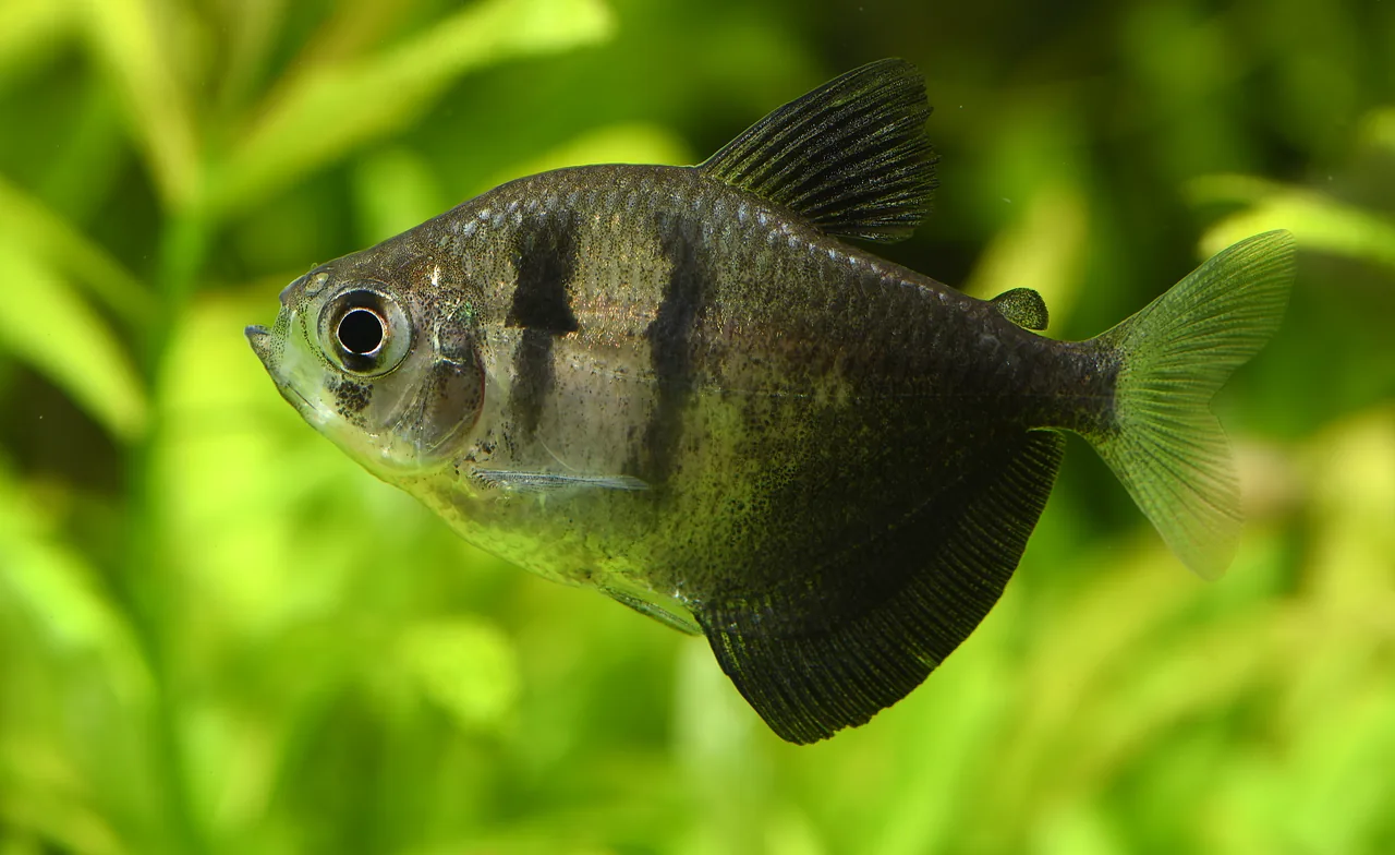 Young black skirt tetra swimming in a planted aquarium with open water around its deep body