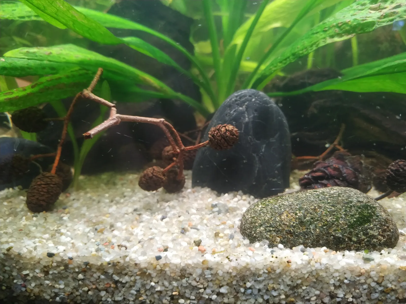 Several brown alder cones on twigs resting on pale sand in a planted aquarium beside two smooth stones