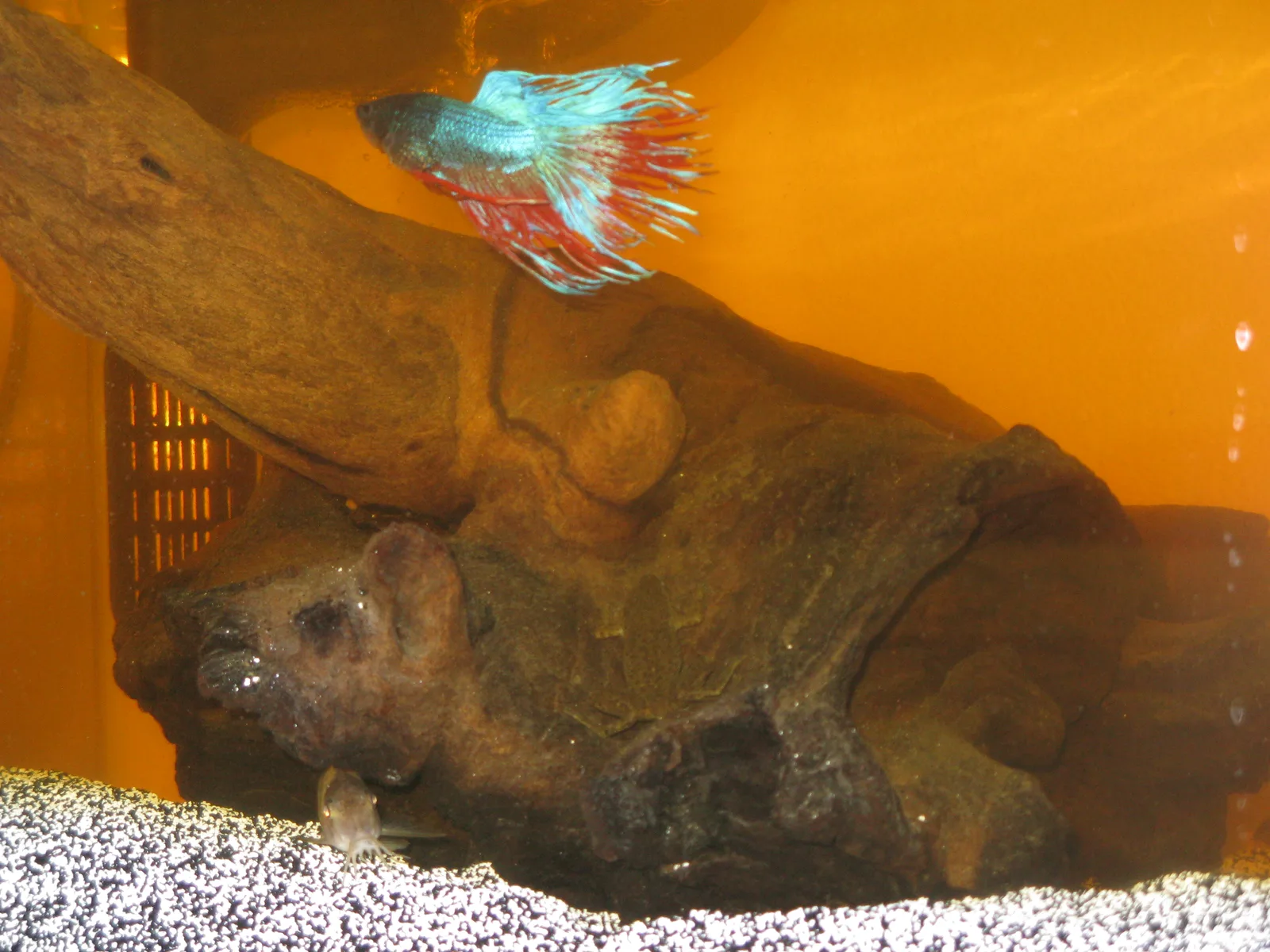 Betta above a large piece of bogwood in strongly orange-brown stained aquarium water, with a small catfish on white gravel