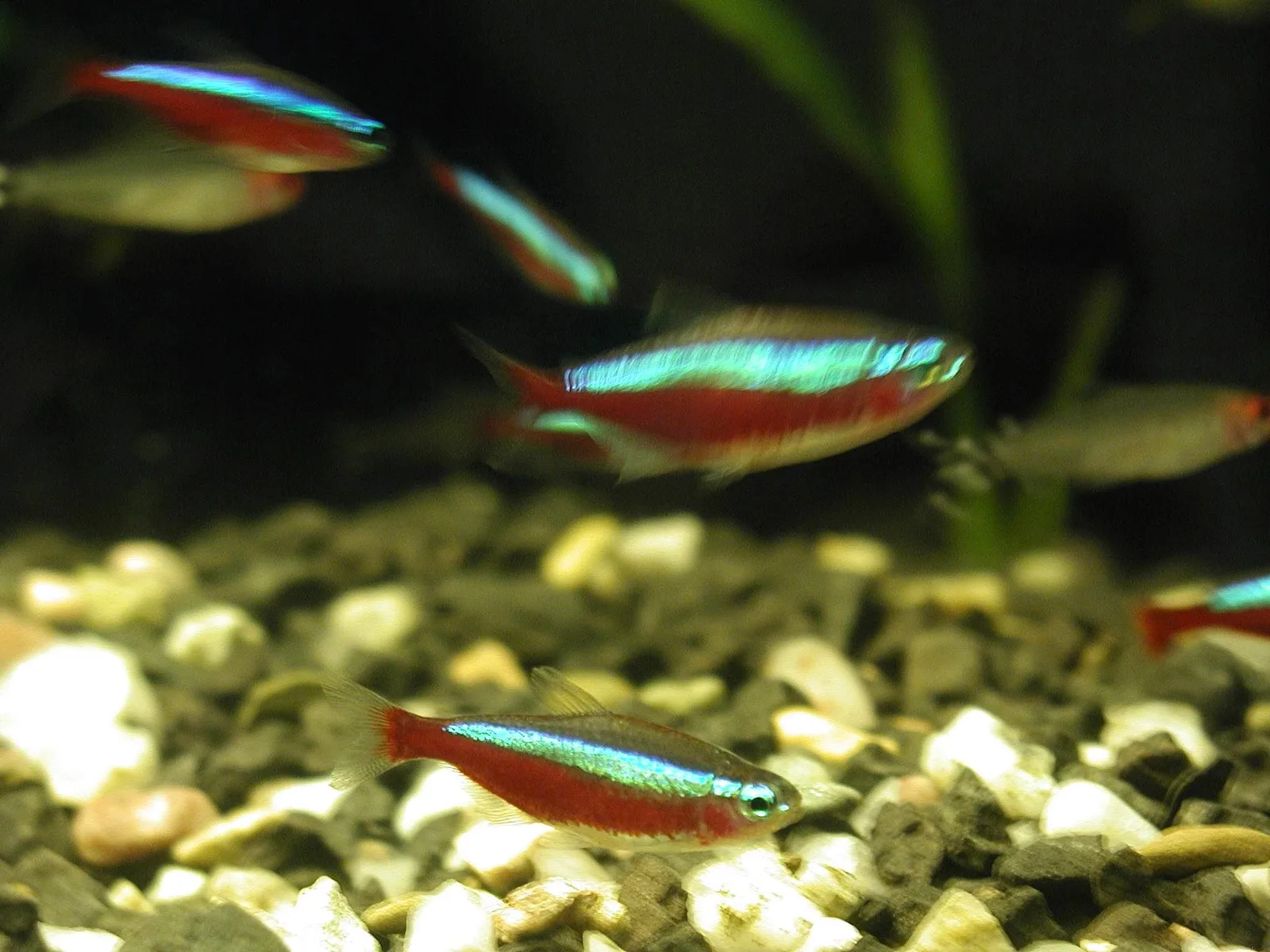 Cardinal tetras with blue and red stripes swimming over mixed gravel in clear, untinted aquarium water