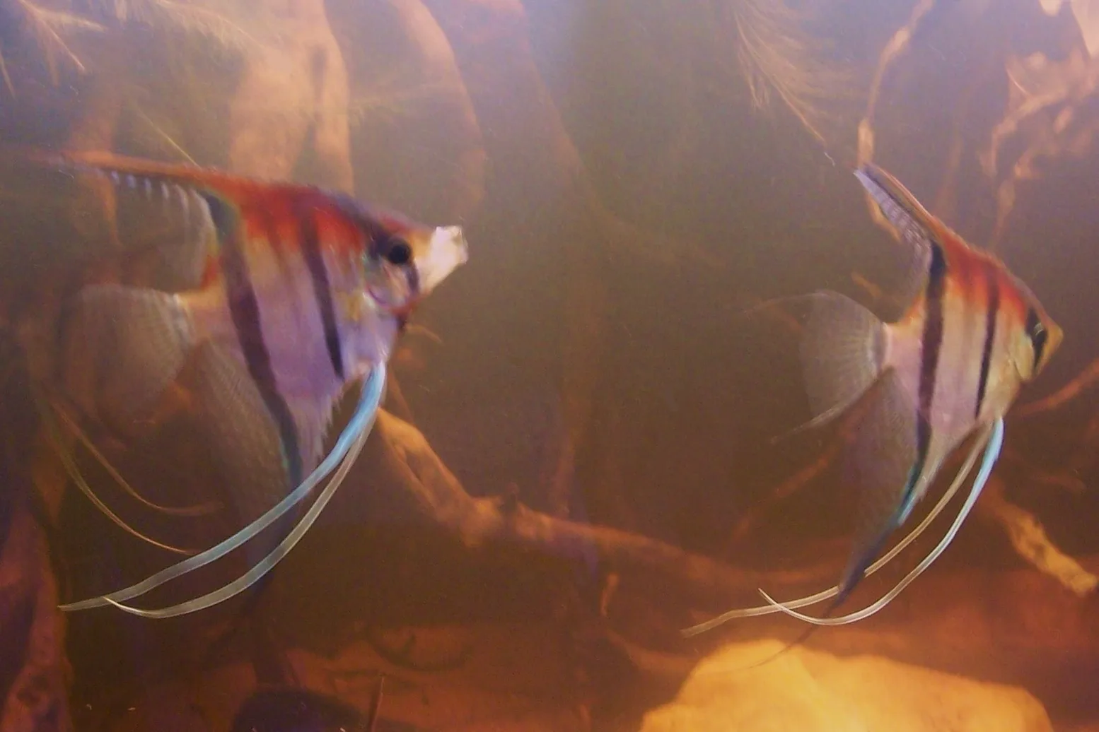 Two angelfish swimming among branching wood roots in amber, tannin-stained aquarium water