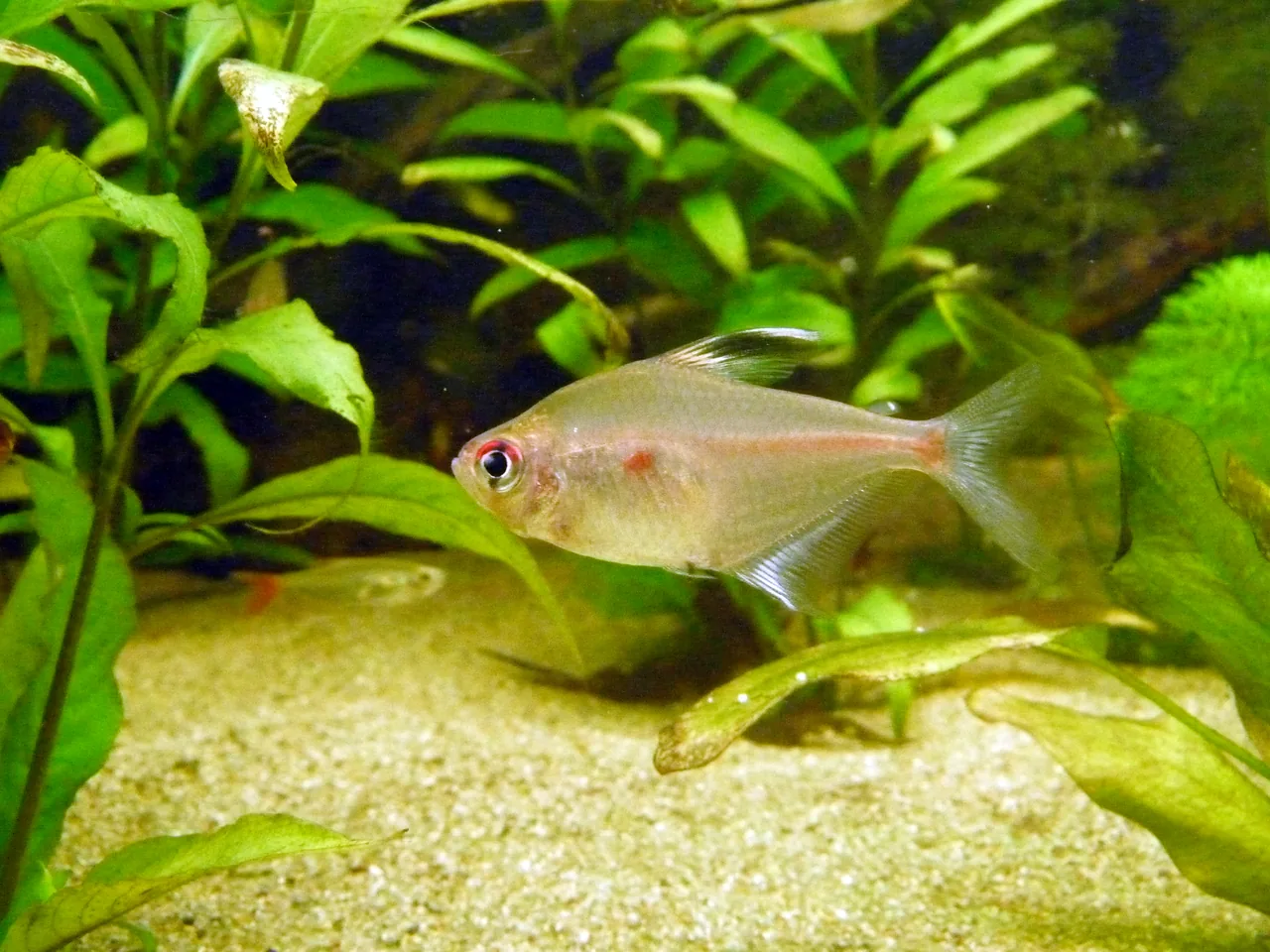 Female bleeding heart tetra showing the red humeral mark and shorter dorsal fin