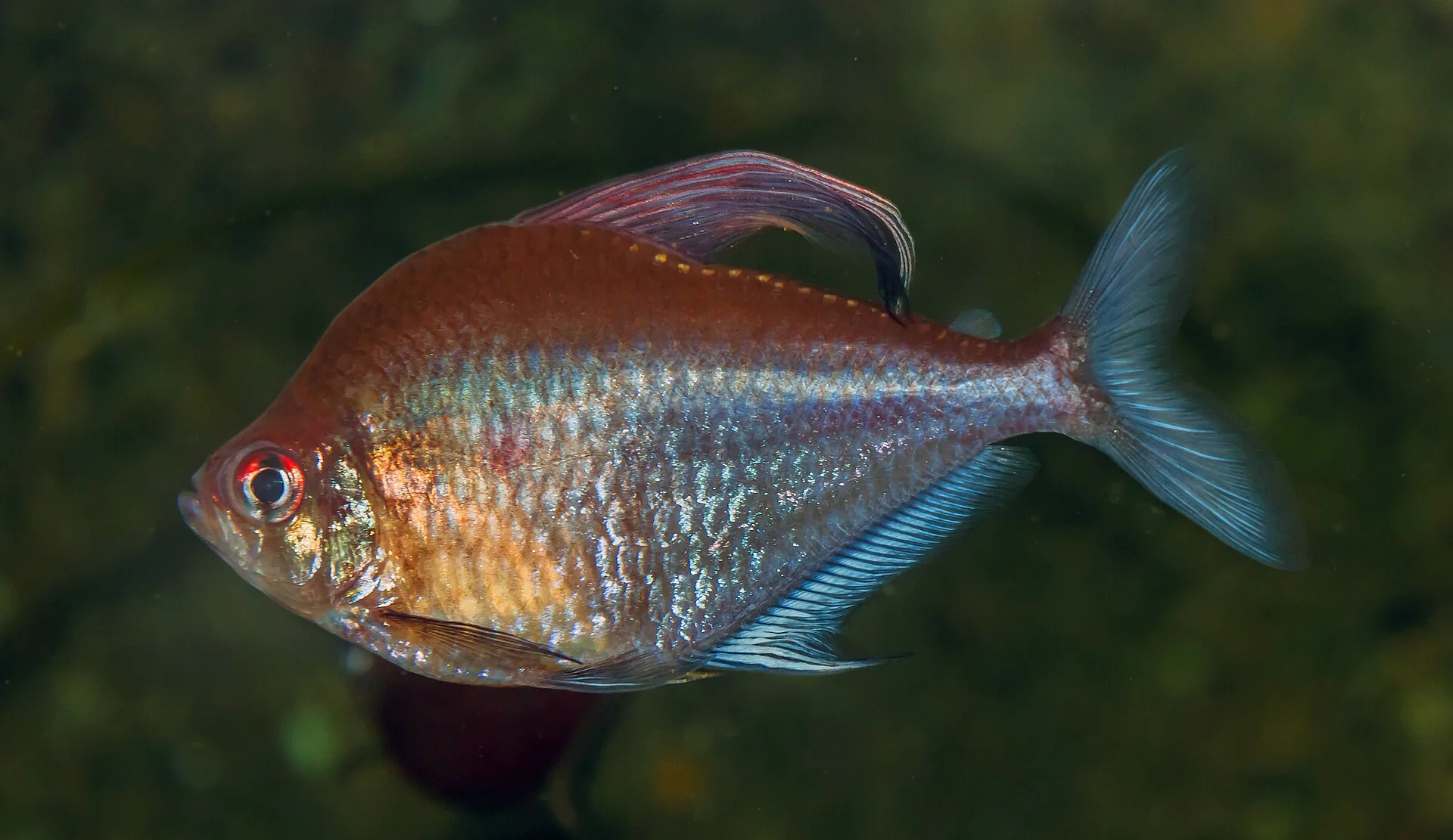Adult bleeding heart tetra in side view showing the red shoulder patch, deep body and extended dark dorsal fin