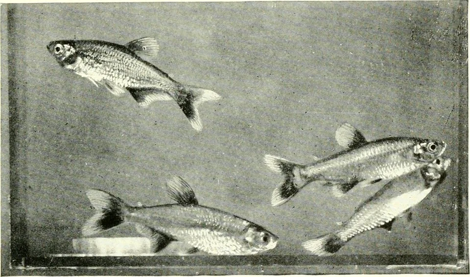Historical aquarium-book plate showing a bloodfin tetra with its slim body and red fins