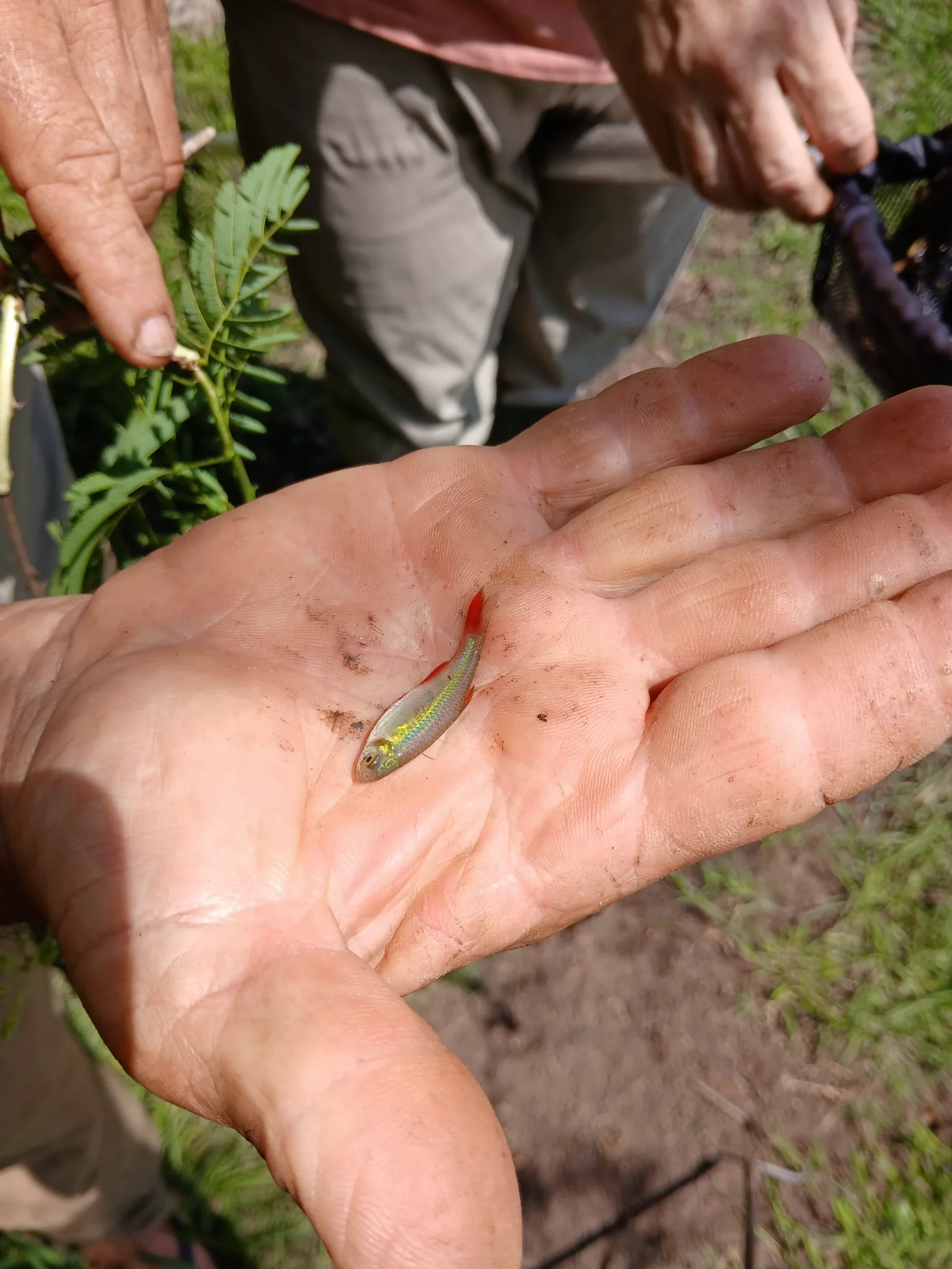 Small wild bloodfin tetra resting briefly on a field observer's open palm for scale
