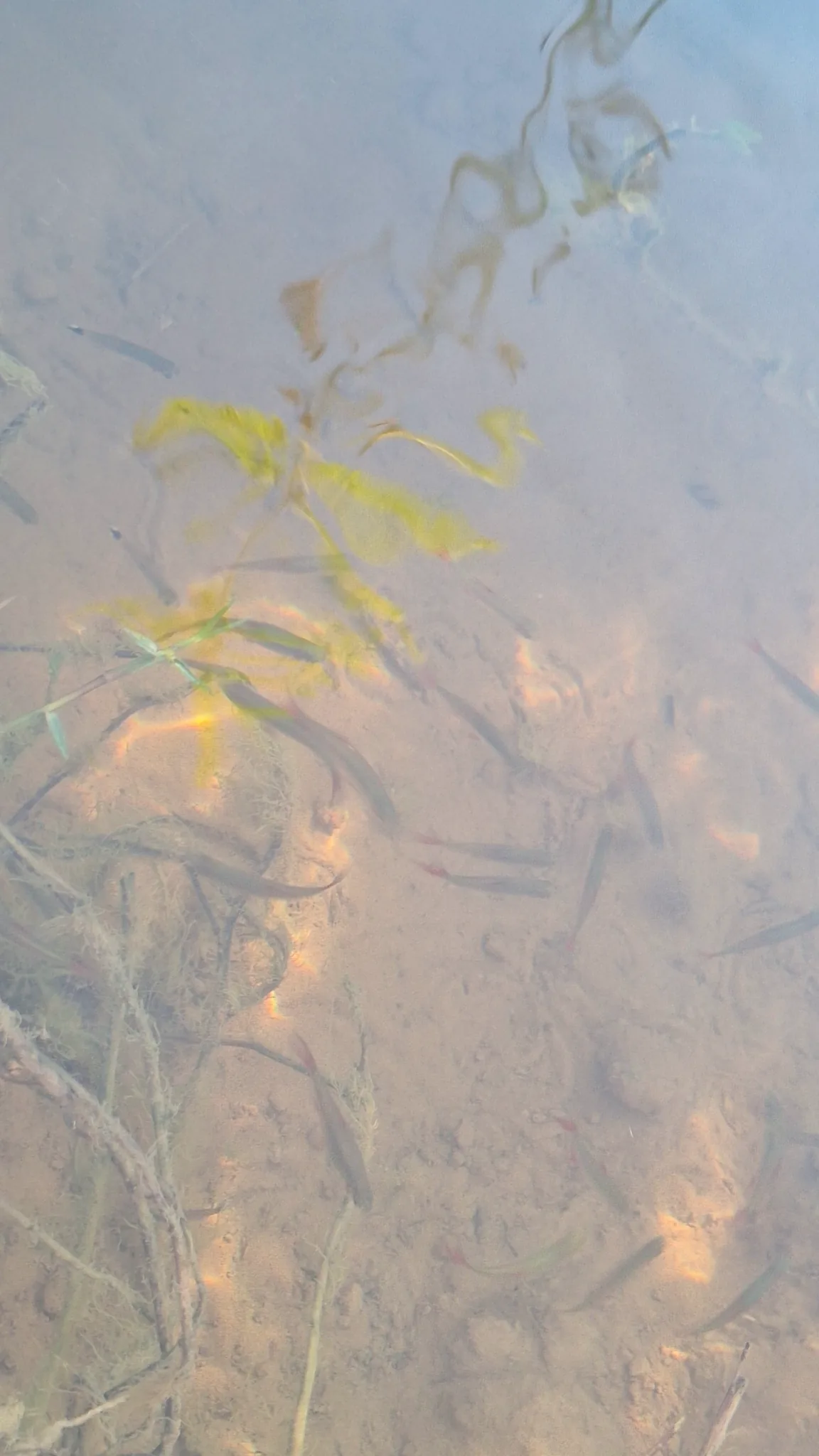 Wild bloodfin tetras swimming as a loose group over shallow sandy water and submerged vegetation