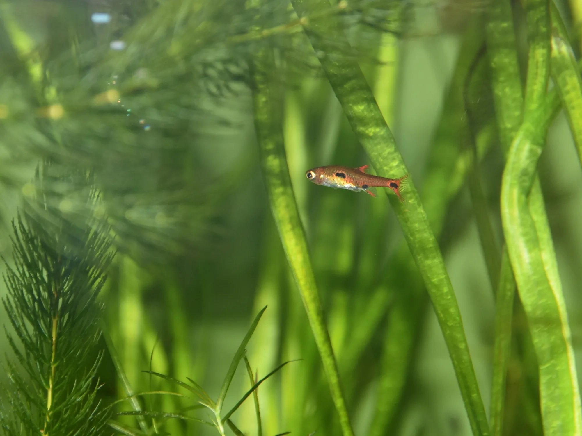 A dwarf rasbora among tall aquatic plant leaves, its whole body shorter than the width of a single leaf, orange-red with discrete round black spots