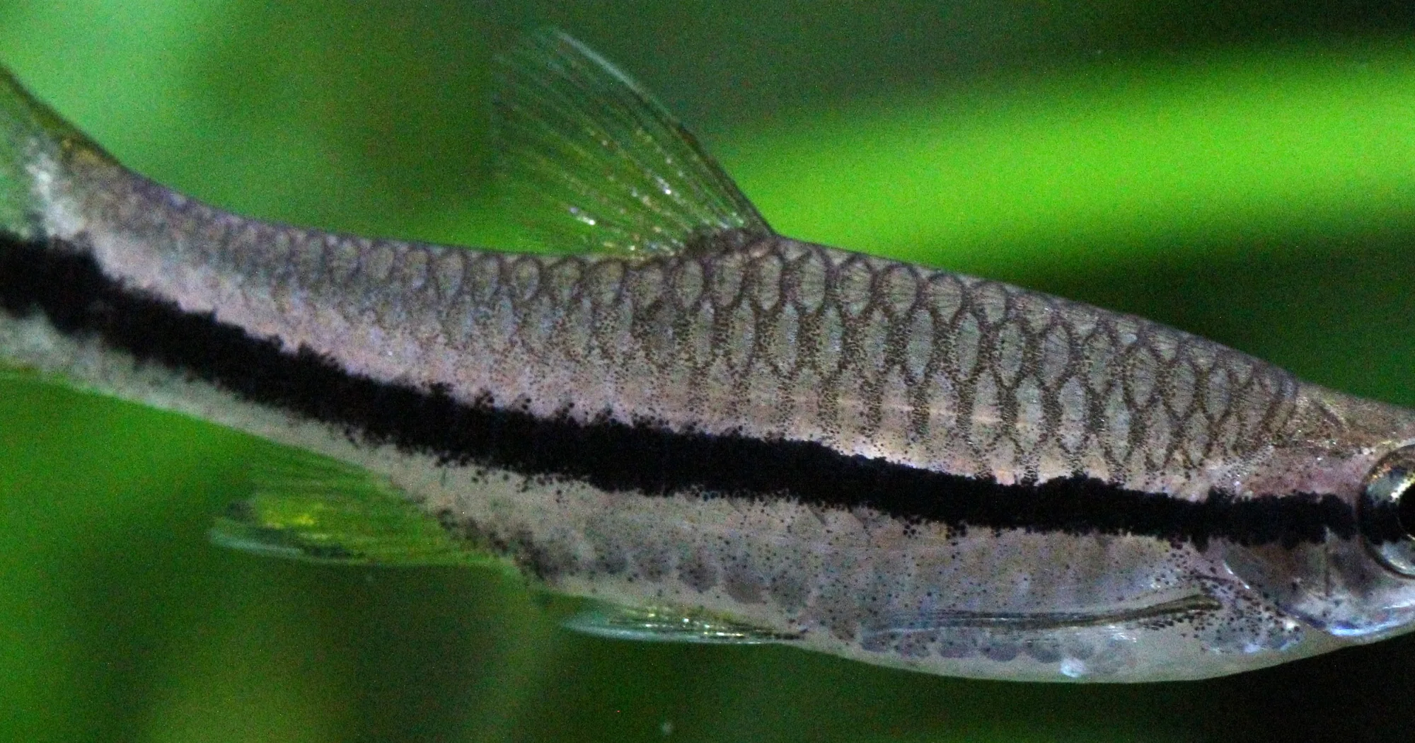 Close lateral view of a brilliant rasbora showing the unbroken black side stripe with a ragged lower edge and plain scales above it