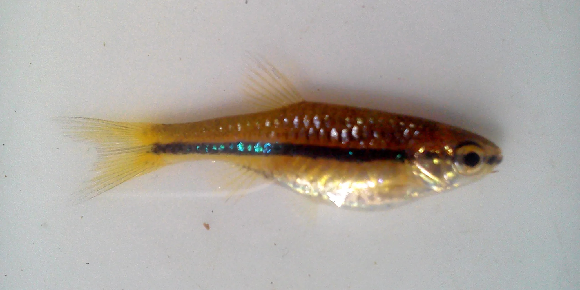 Wild-caught brilliant rasbora from Lampung photographed over a pale tray, showing a gold body, turquoise iridescence over the black stripe and yellow fins