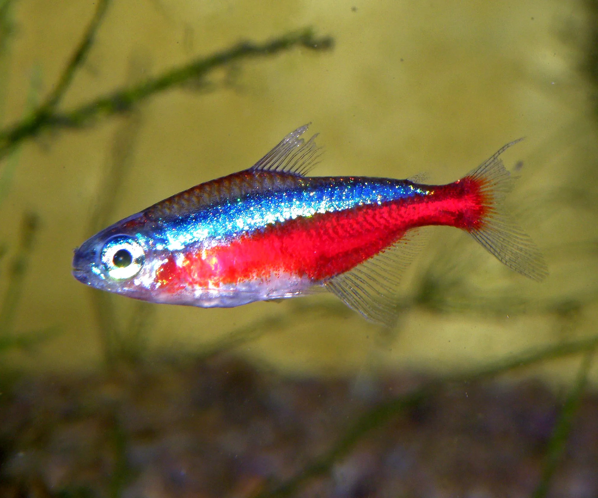 A cardinal tetra in side view, the iridescent blue stripe running the length of the body and the red band running unbroken from behind the eye to the tail