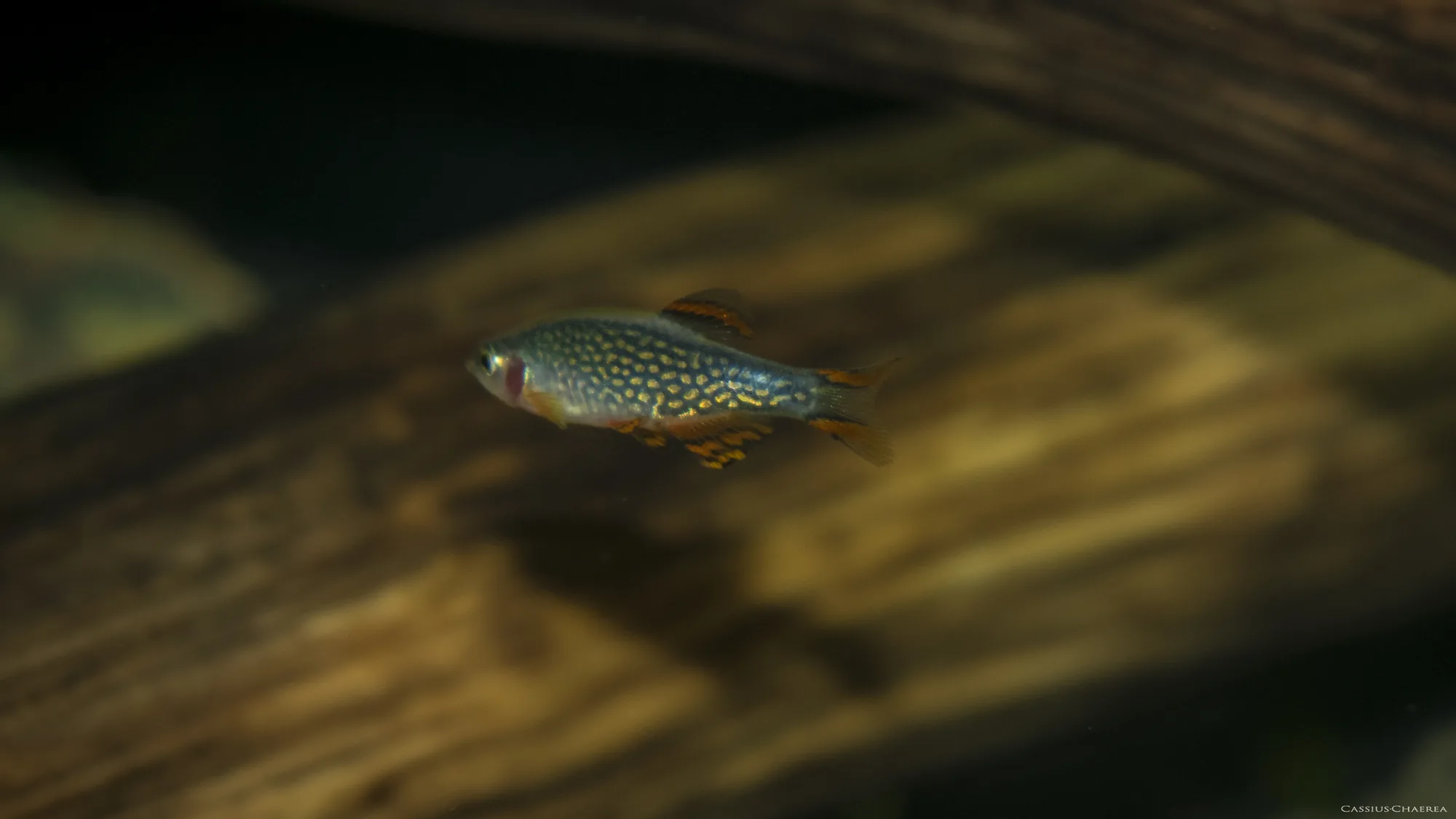A male celestial pearl danio in side view showing pale round spots across a dark blue flank and strong red and black banding in the dorsal, anal and tail fins