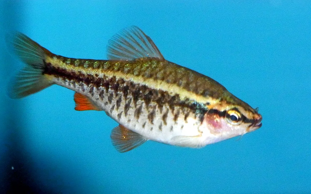 A female cherry barb in side view, the body a plain brownish gold with a dark horizontal stripe and no red