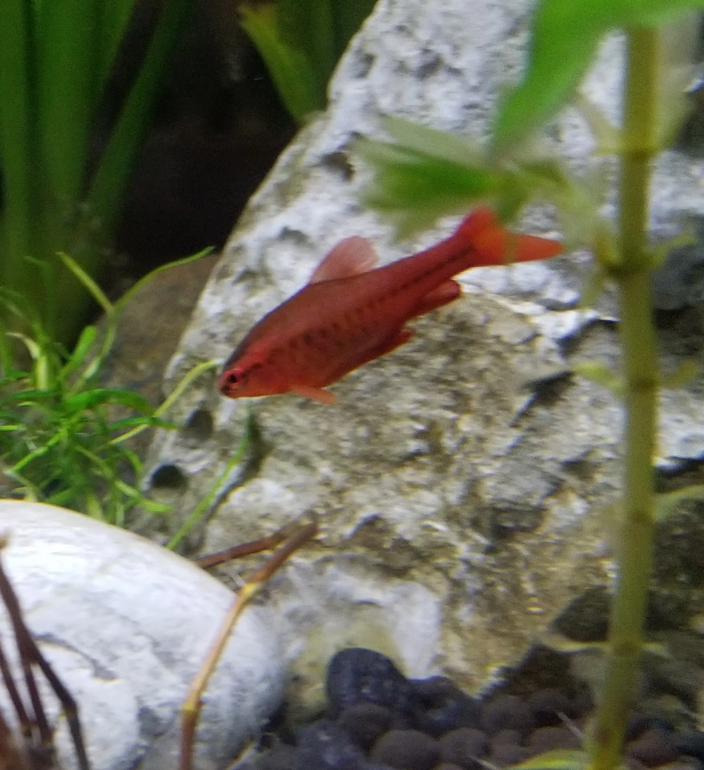 A deep red male cherry barb beside rock and planting, the red saturated across the whole body and into the fins