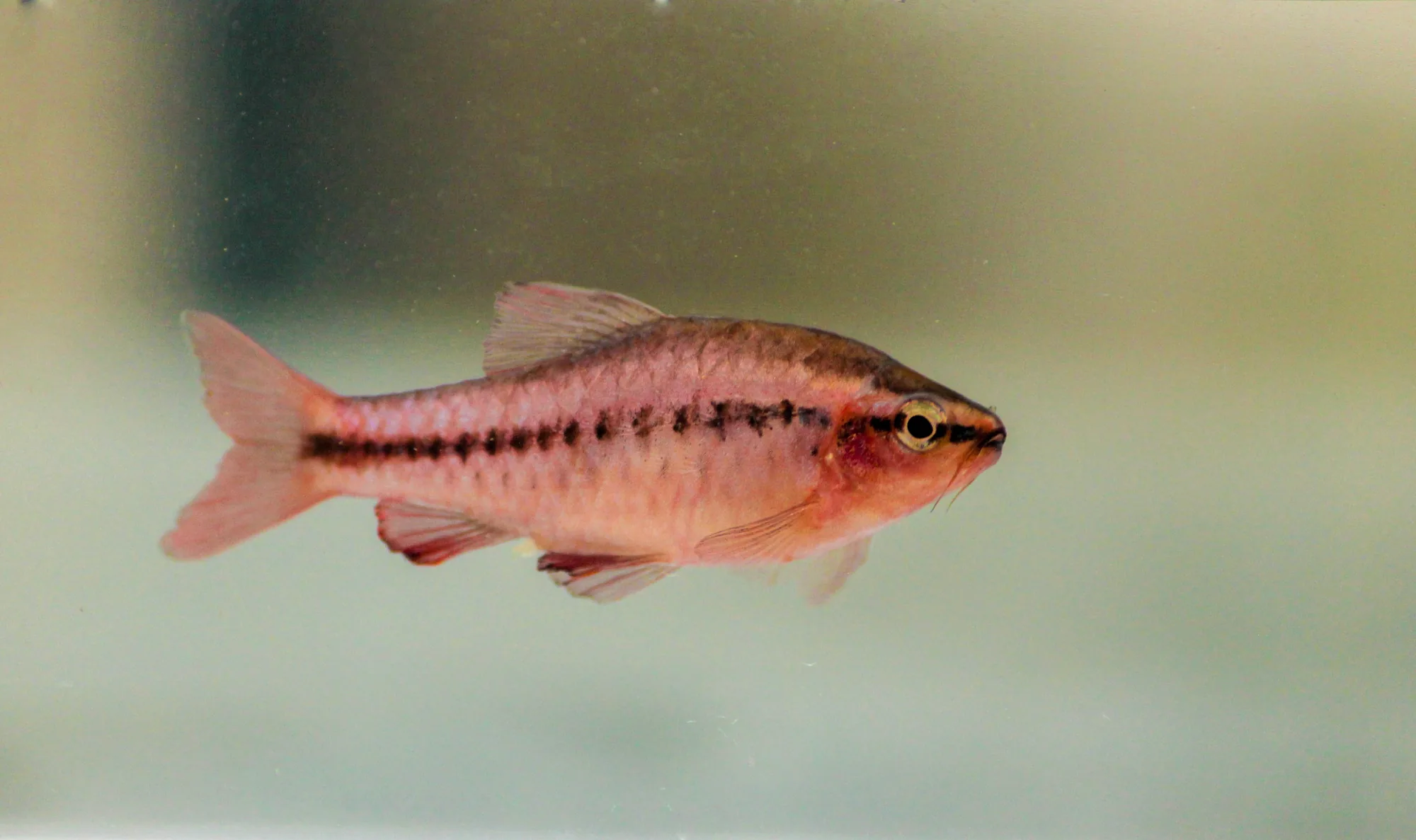 A pale cherry barb in a bare tank, its body washed out to a light tan with the dark horizontal stripe along the flank clearly visible