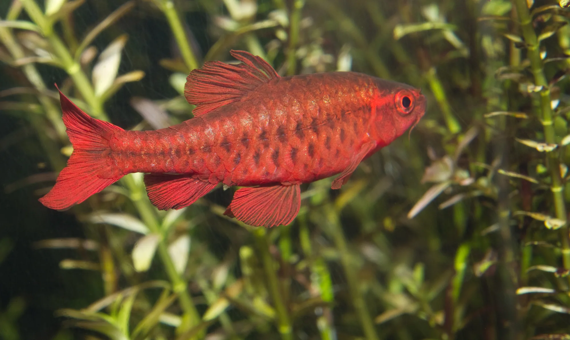 Deep red male cherry barb among fine-leaved planting, the red saturated across the body and into the fins