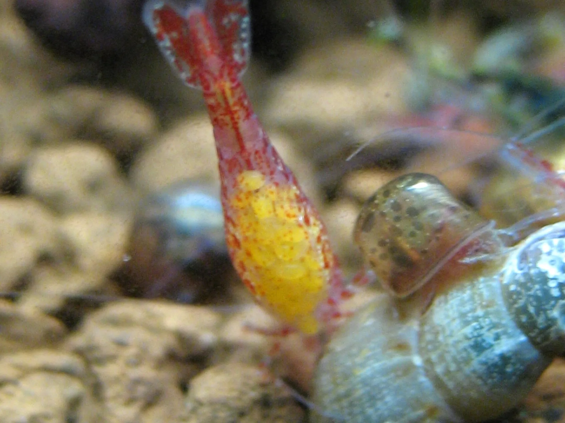 Red cherry shrimp female seen from behind with a cluster of yellow eggs held under her abdomen, next to two snails on gravel