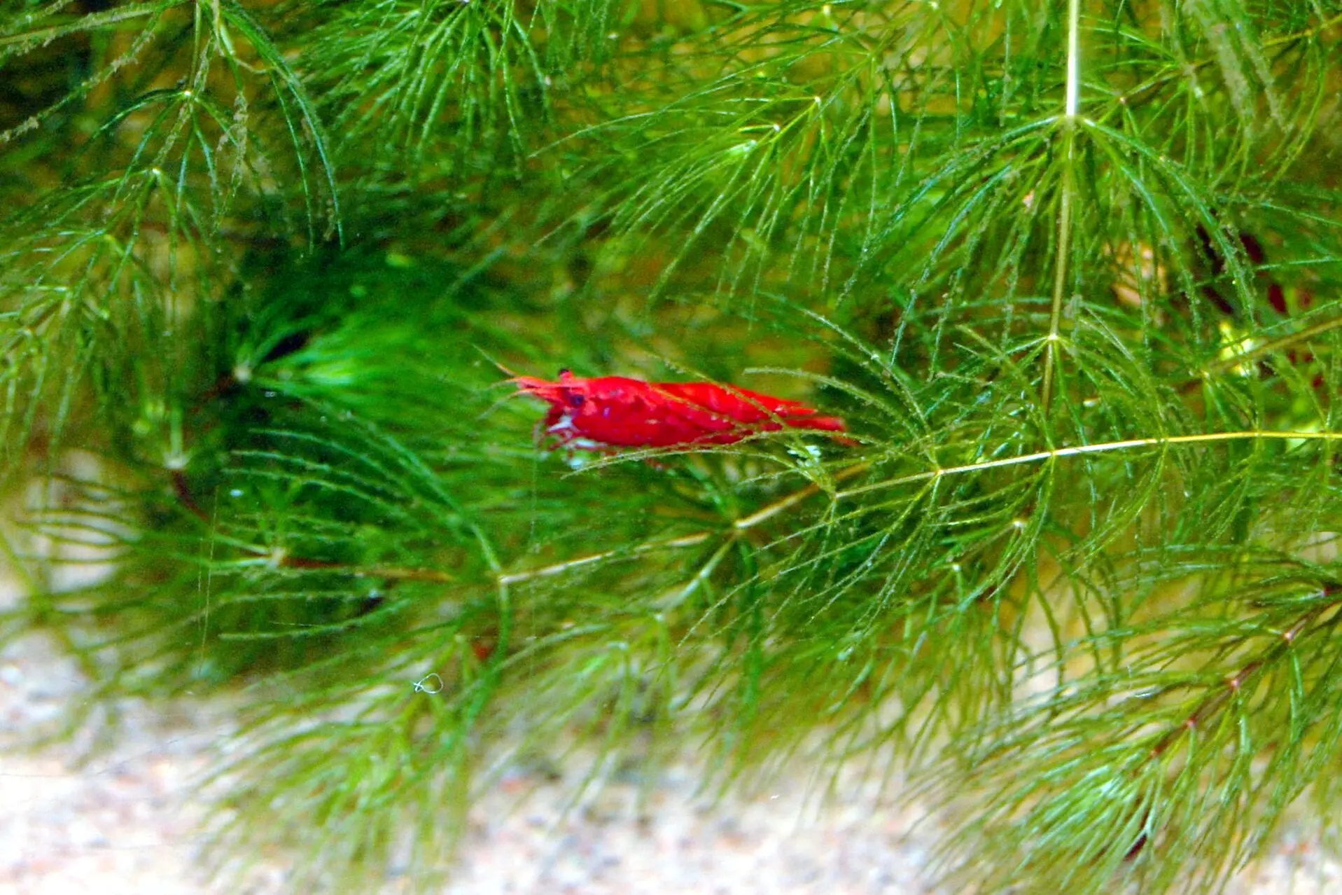 Solid red cherry shrimp resting deep inside a dense bed of fine-leaved hornwort above pale sand