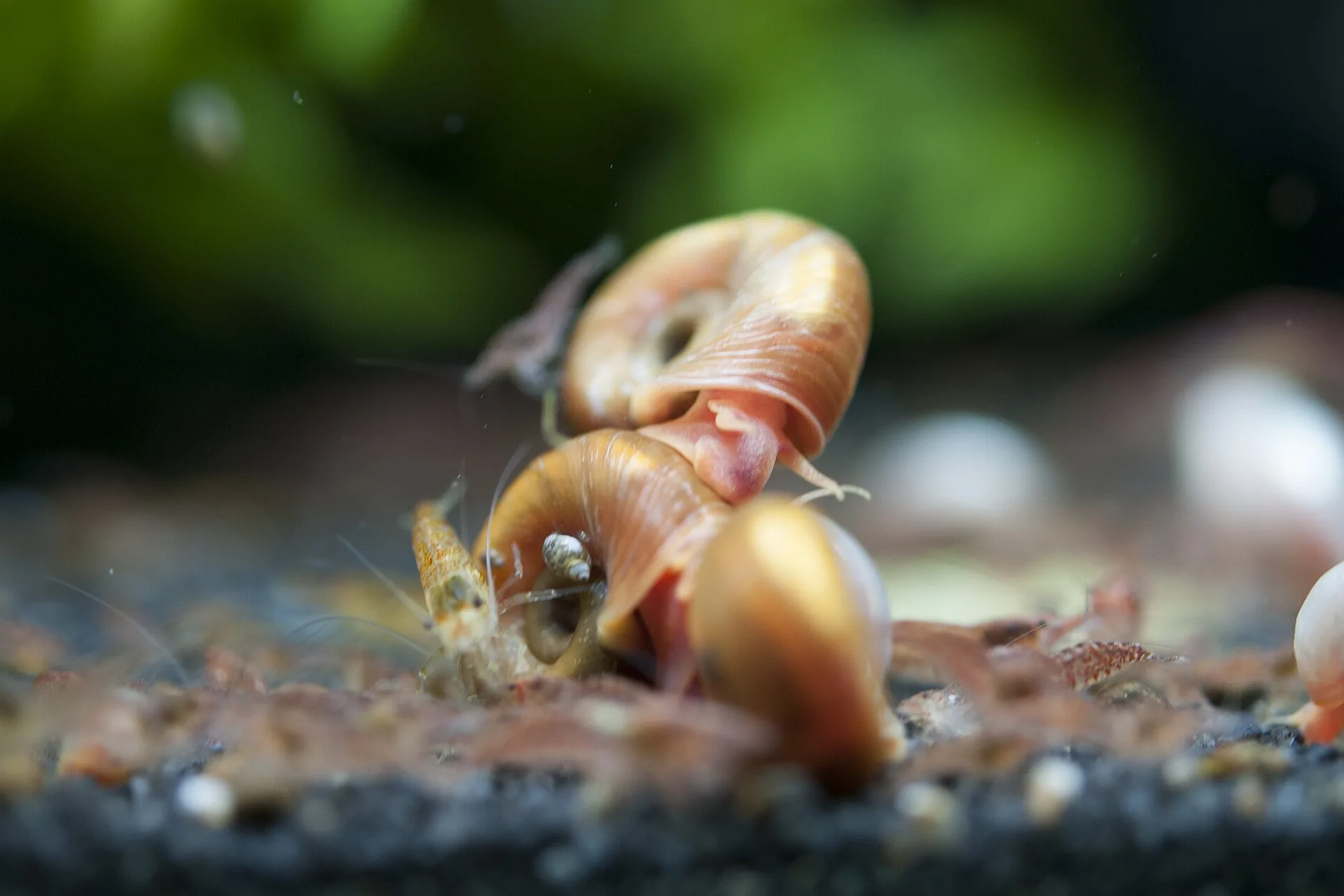 Pale and red cherry shrimp picking over dark gravel around several orange ramshorn snails in an aquarium