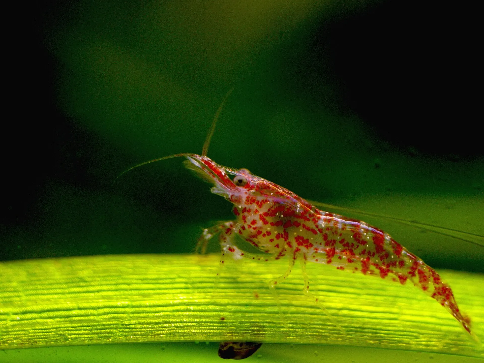 Young cherry shrimp in side view on a broad green leaf, with red patches scattered over a clear body, long antennae and a large dark eye