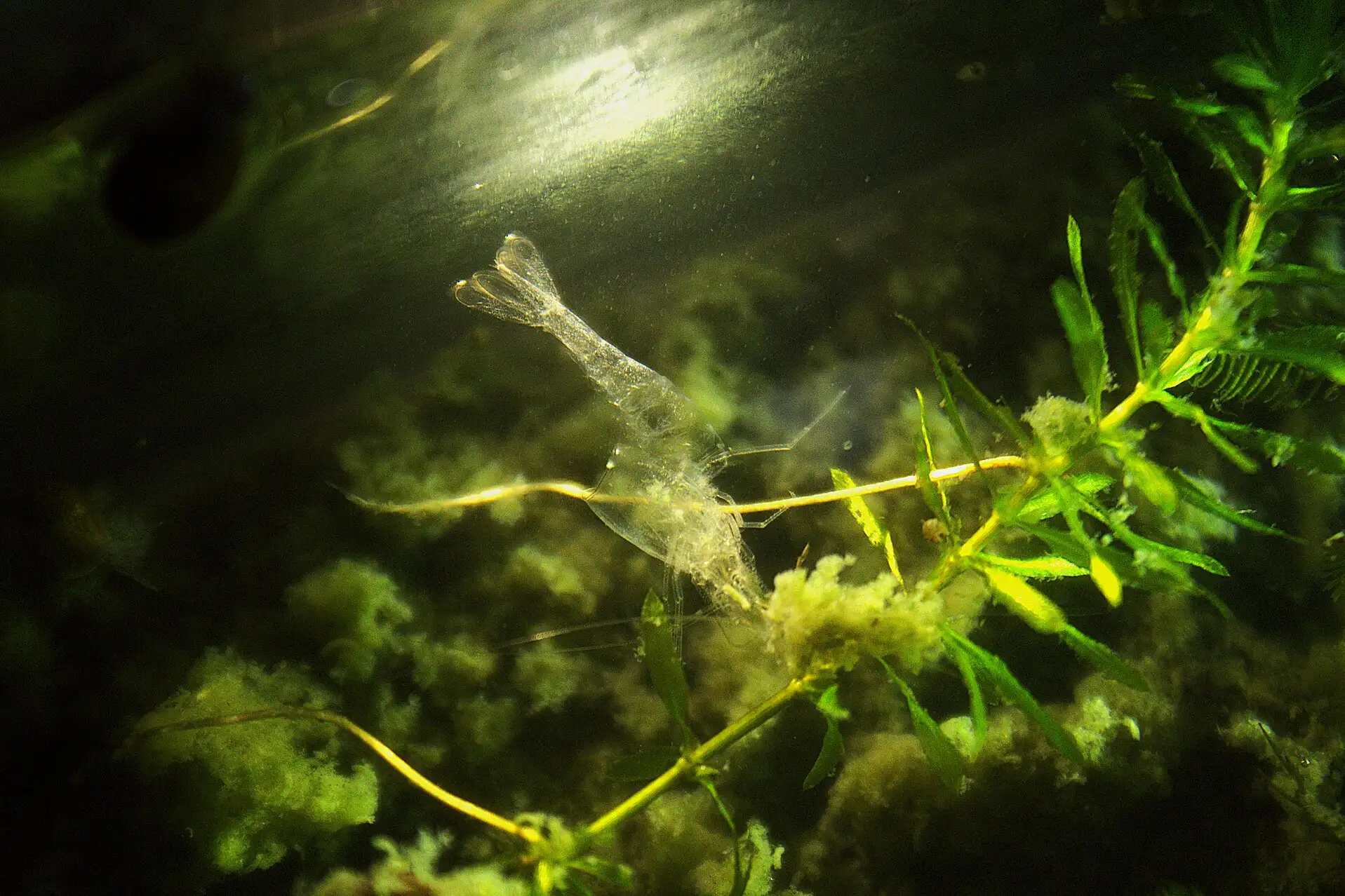 Empty transparent shed shell of a freshwater shrimp caught among aquarium plants, complete from the tail fan to the antennae