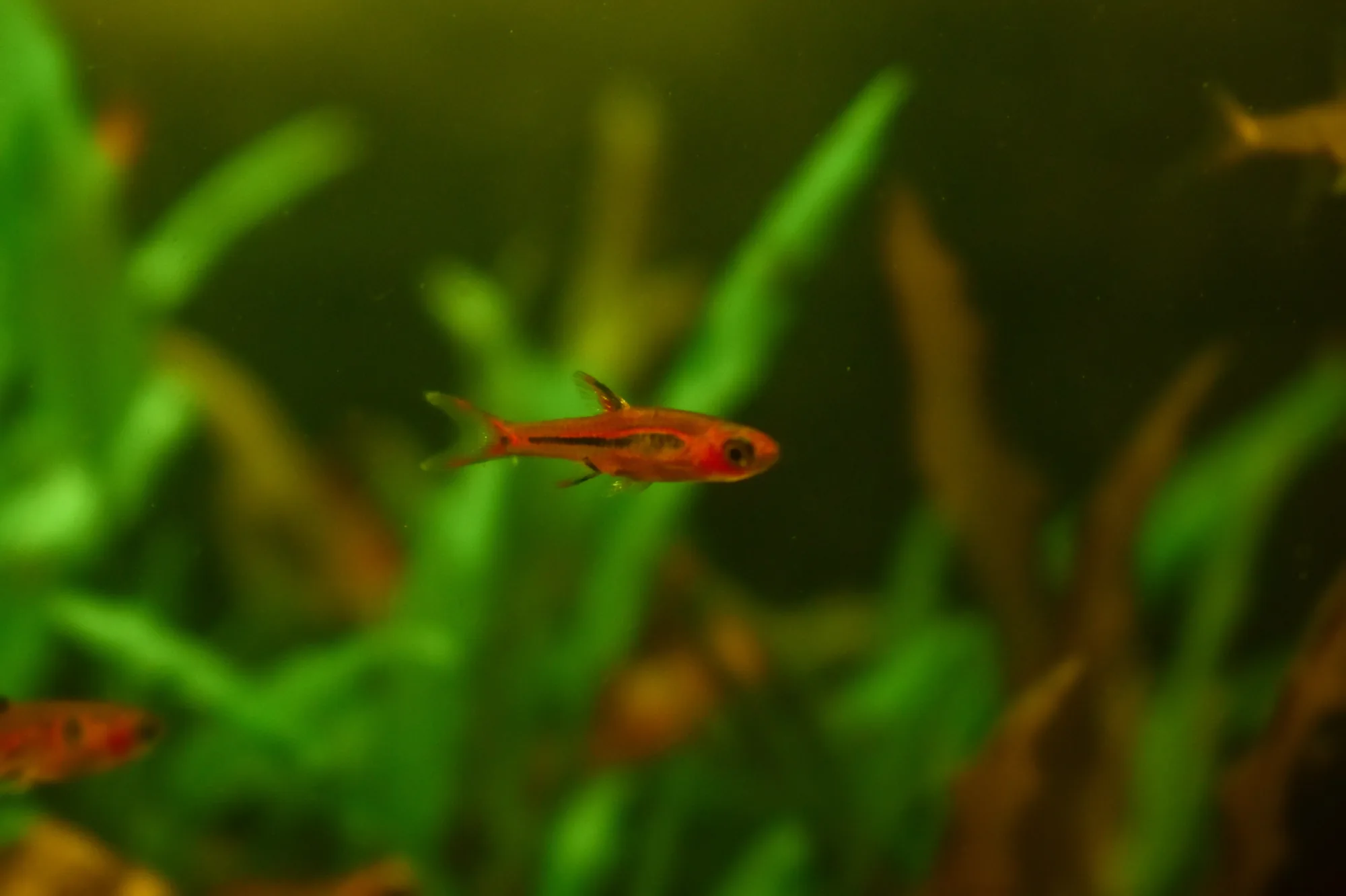 A chili rasbora among aquatic plants, the whole fish shorter than the leaves around it, showing how small it is against ordinary planting
