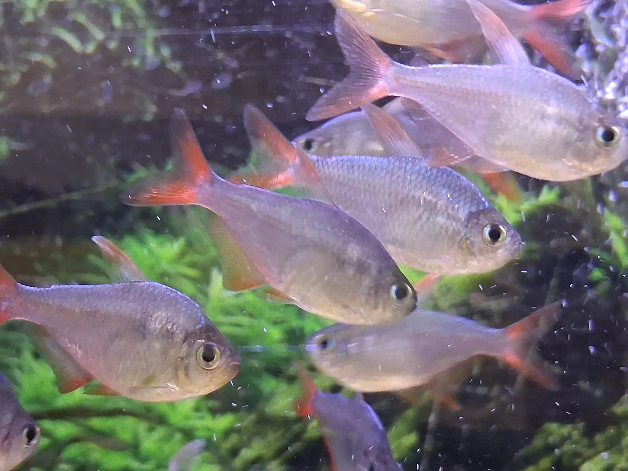 Six or more Colombian tetras swimming together in a planted aquarium, evenly spaced at similar size, deep silver bodies with red tail fins