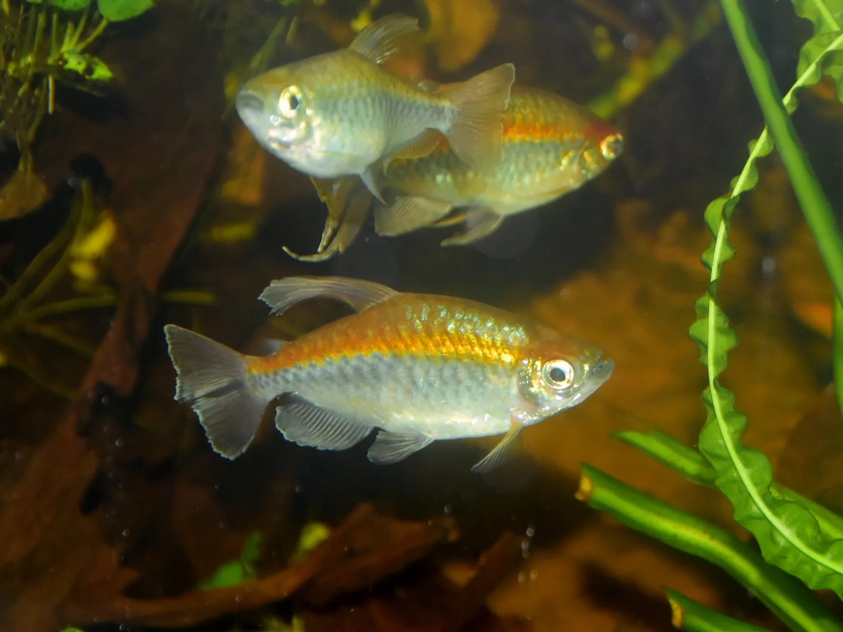 Two congo tetras in tannin-stained brown water above a bed of decaying leaf litter, gold and silver flanks with modest caudal fin extensions