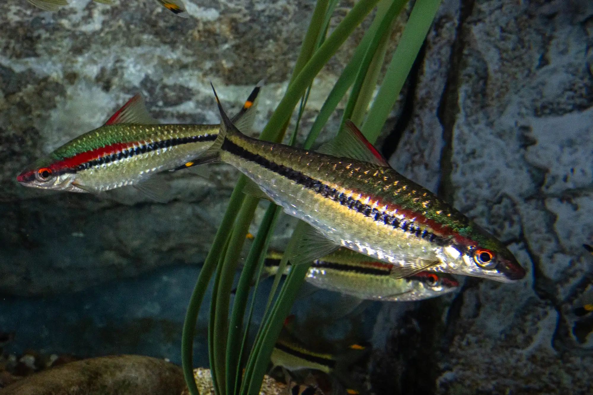 Three preserved Denison barb specimens shown together, allowing their adult body and small terminal mouth to be compared