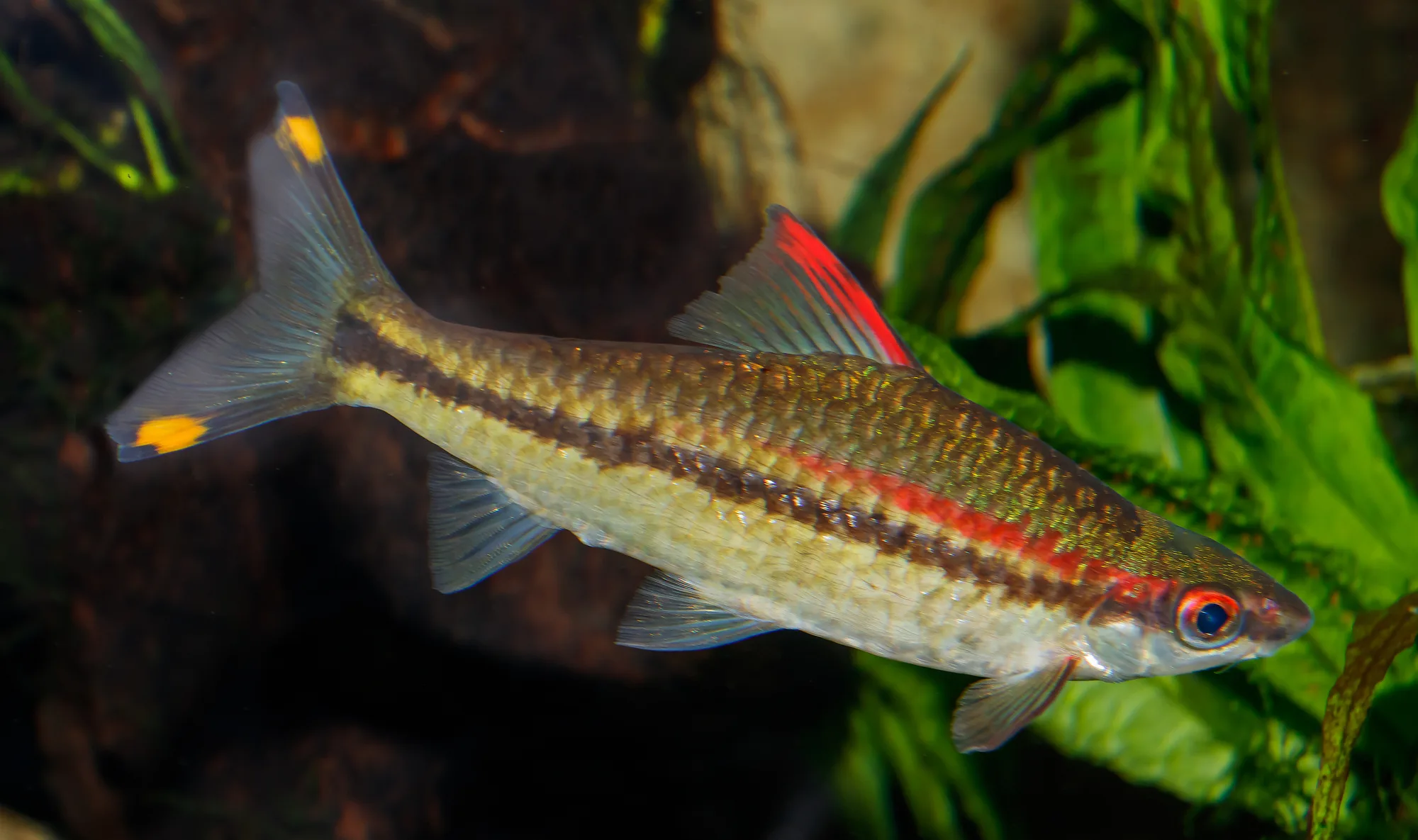 Adult Denison barb in a planted public aquarium, showing the long streamlined body and forked tail used for sustained swimming