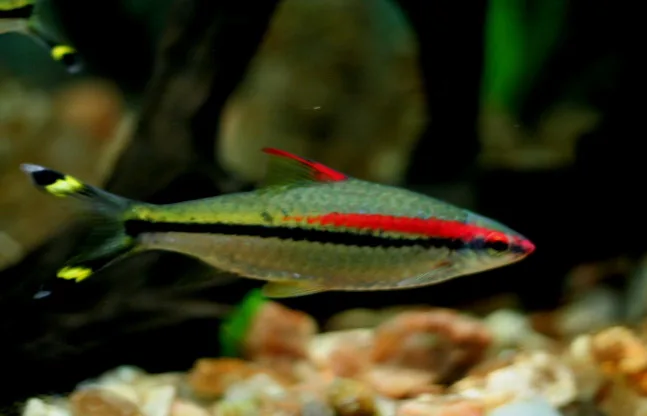 Single Denison barb in side view with a bright red line, black lateral stripe and yellow-black tail against a dark aquarium background