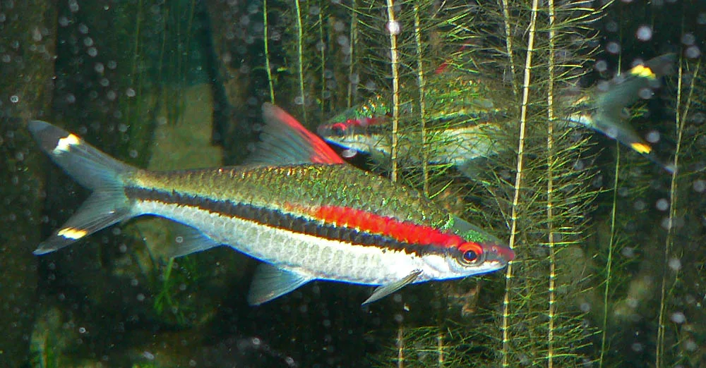 Adult Denison barb in side view with a black lateral stripe, scarlet stripe over the front half and yellow-black tail markings
